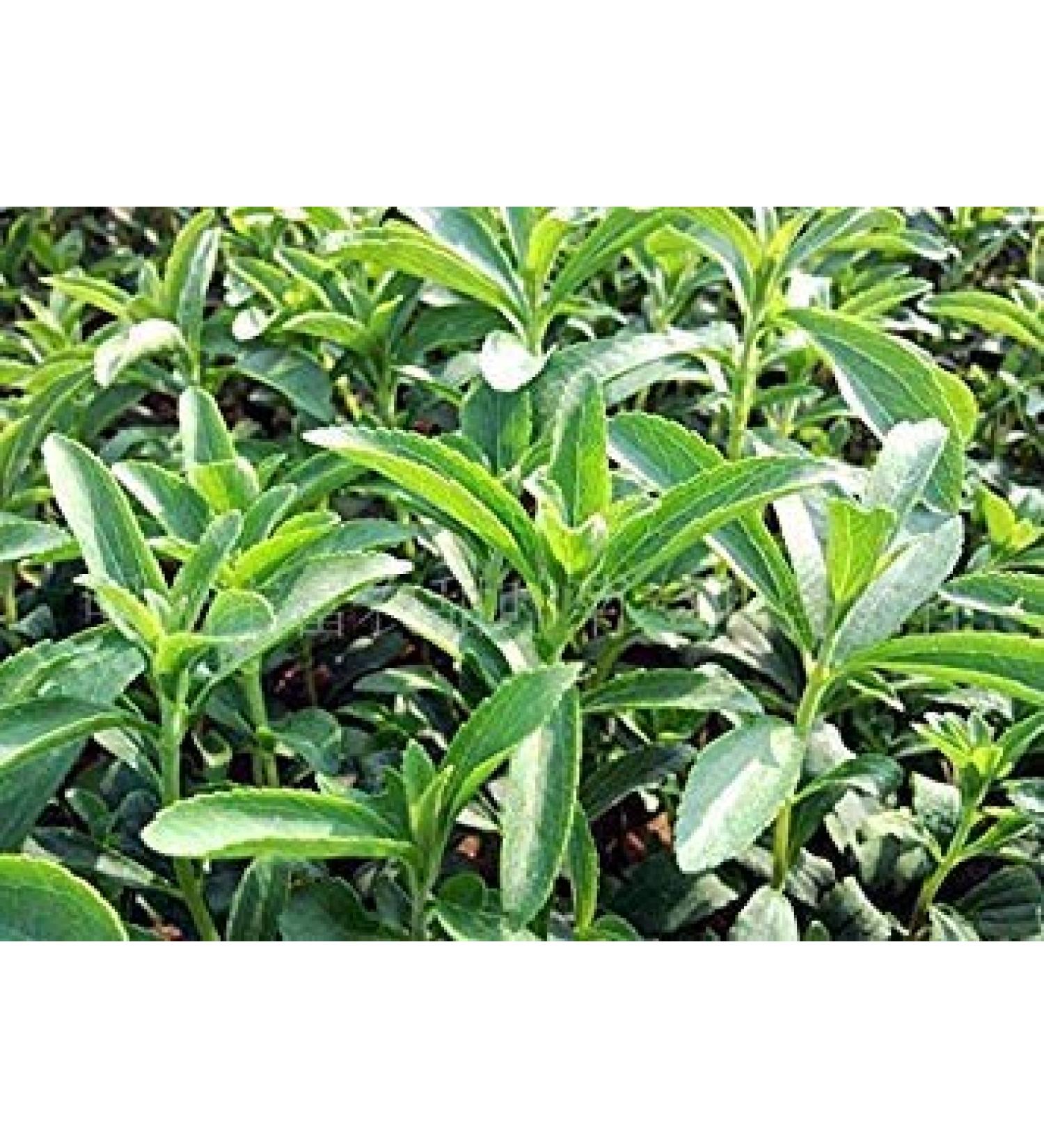 (Stevia * Ambizu *) 100 semi Stevia Rebaudiana. Sweetleaf Sweet Leaf sugarleaf Semi semi di erbe Erba