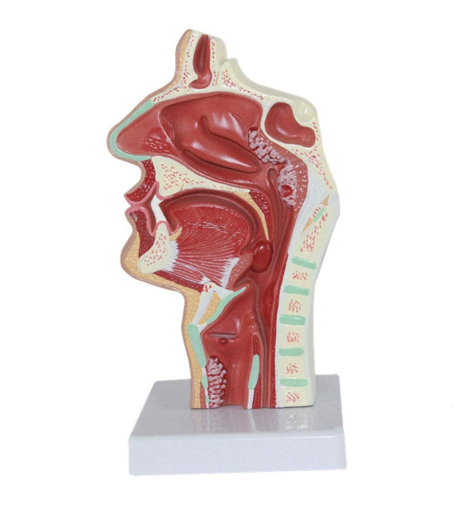 Nasal Pathology Human Body Mouth Nose and Throat Disease Model 23 11 11CM - Buy Online on GoSupps.com