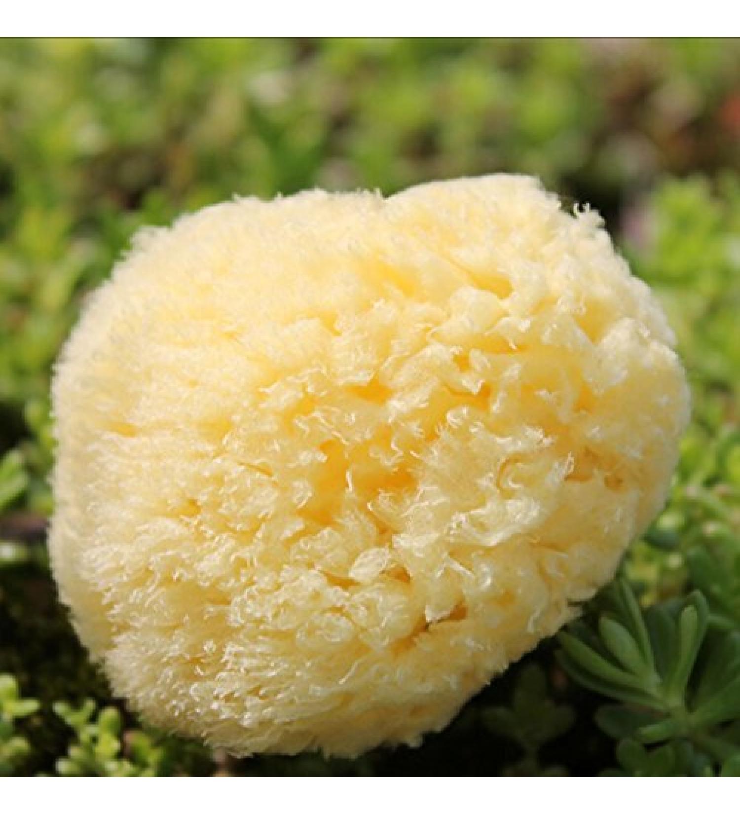 KERALA NATURE Natural Sea Sponge - 1 unit