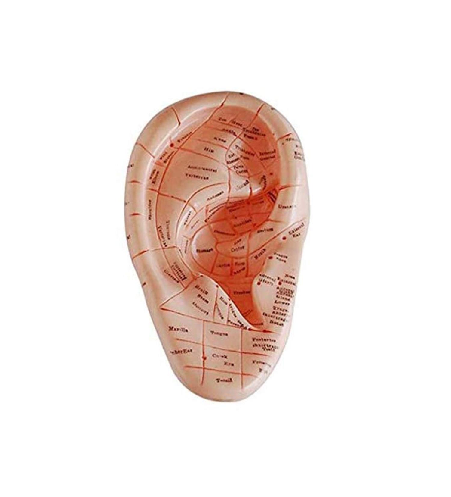 10 Pcs Human Ear Acupuncture Anatomical Model with Acupuncture Points English Version Ear Acupuncture Earpins Model for Study - Buy Online on GoSupps.com