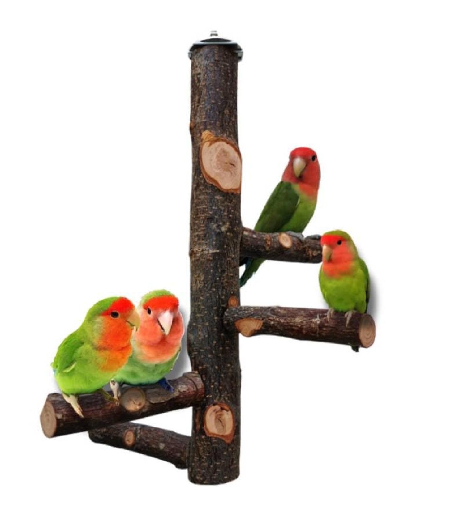 Qeeheng Natural Wood Bird Stand - Parrot Rods for Parrots Lovebirds & Finches | Perfect for Bird Cages & Small Parlors - Buy Online on GoSupps.com