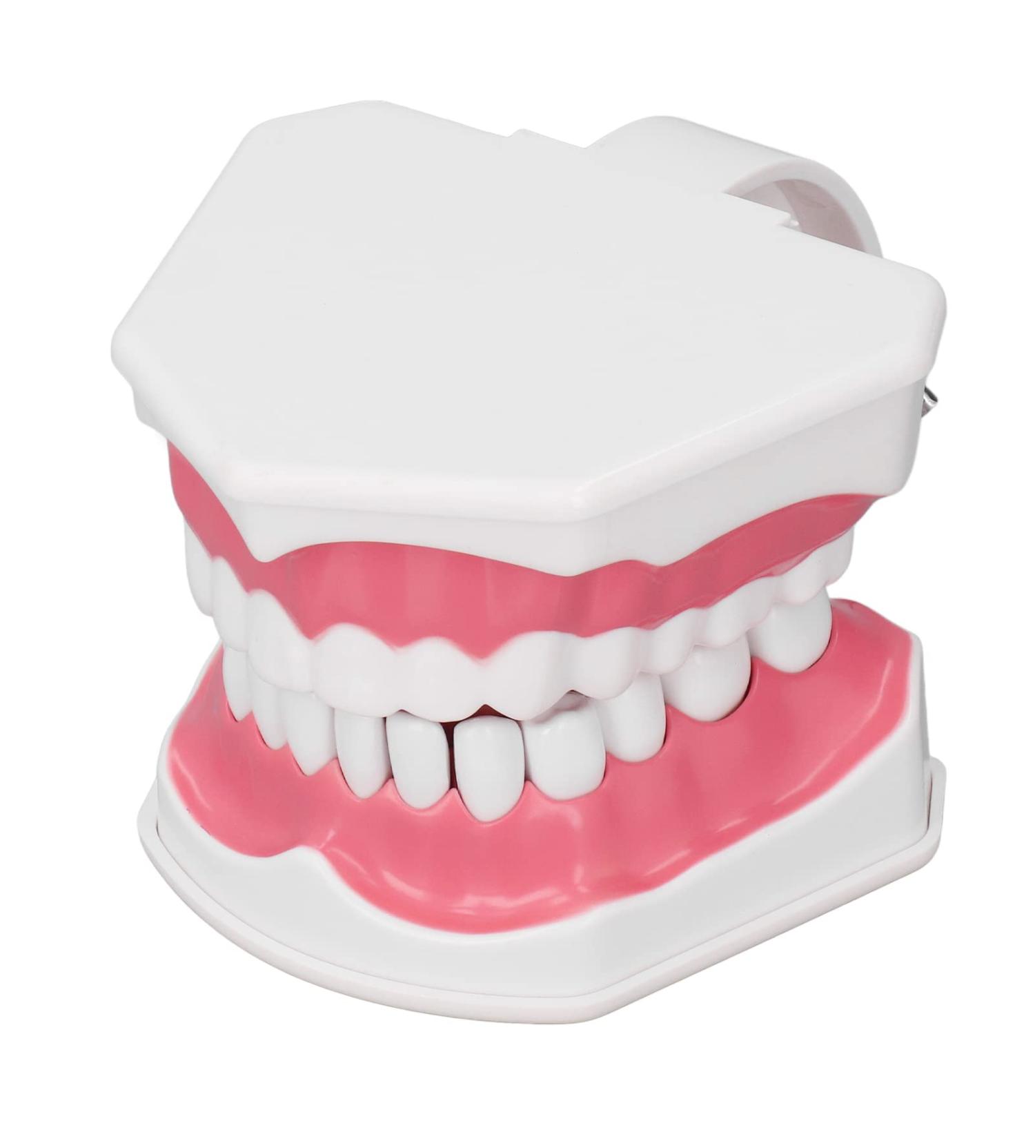Tooth Model - Best 120 Opening Dental Visualization for Practice | International Shipping - Buy Online on GoSupps.com