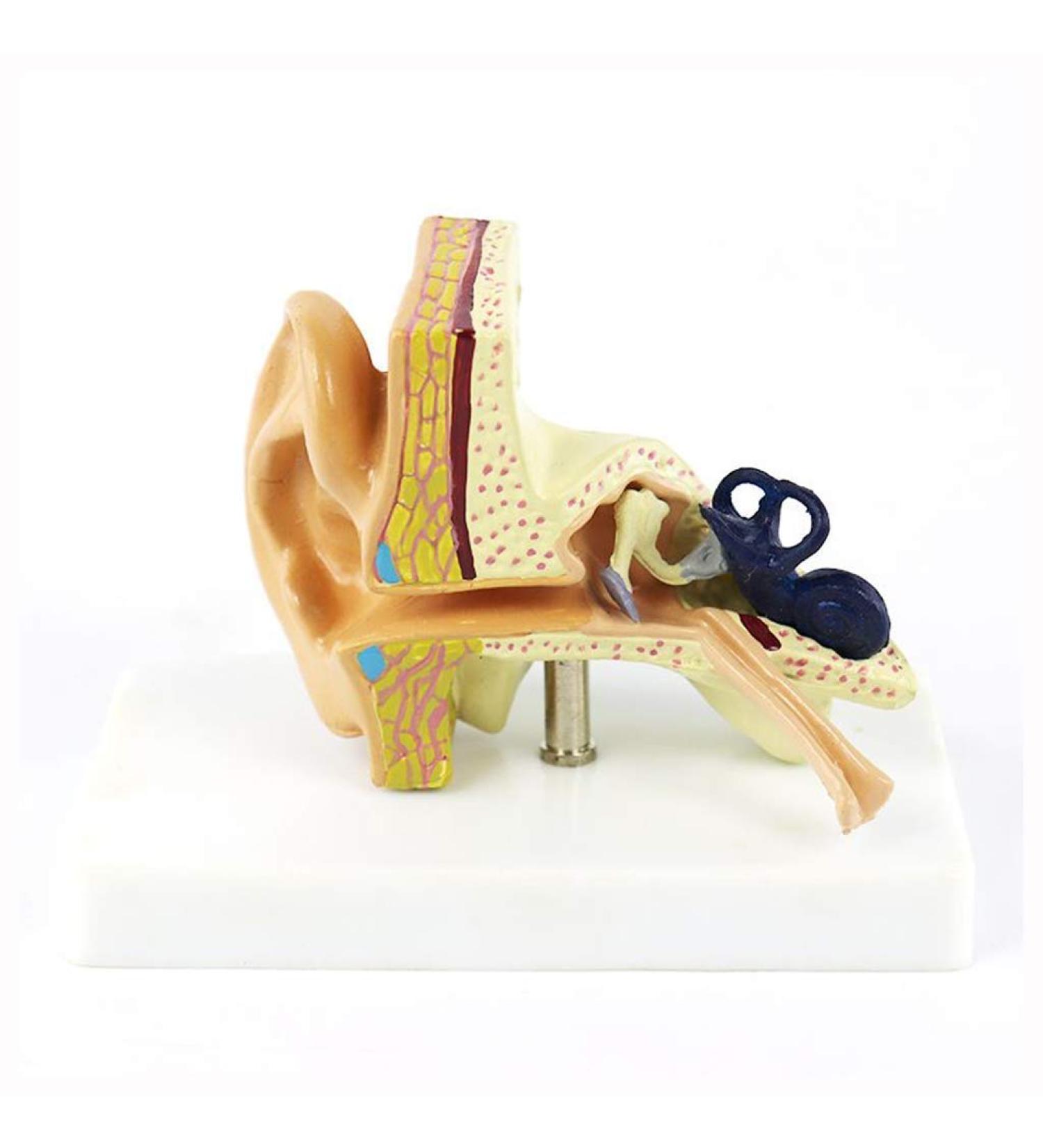 Anatomical Ear Model - 1.5X Magnification Internal Ear Model Ear Hearing System Training Model Medical Medical Practice - for Scientist - Buy Online on GoSupps.com