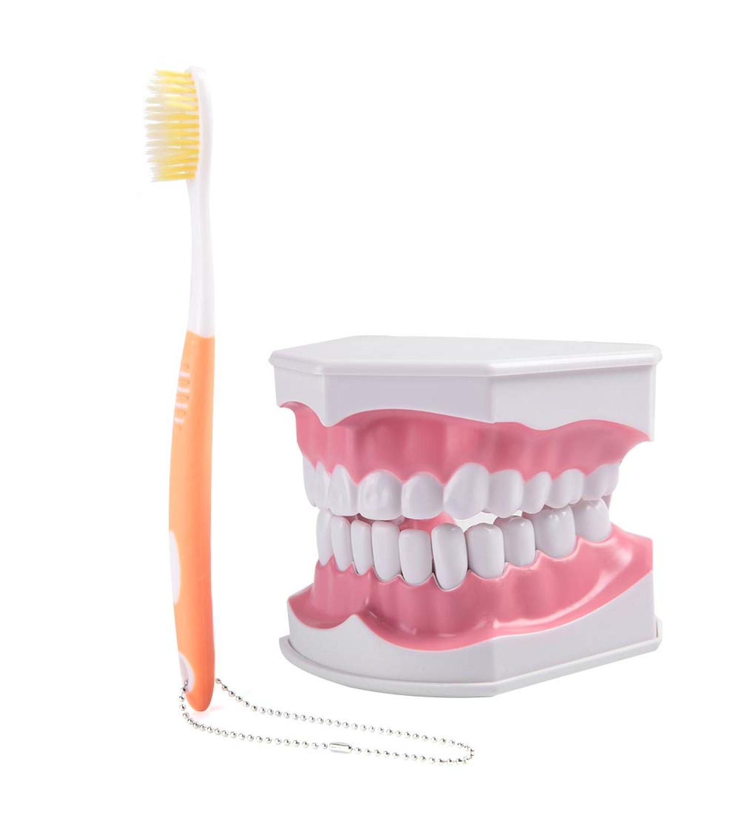 Buy Adult Dental Teeth Model | High-Quality Removable Teaching Model & Toothbrush for Effective Oral Care Education - Buy Online on GoSupps.com