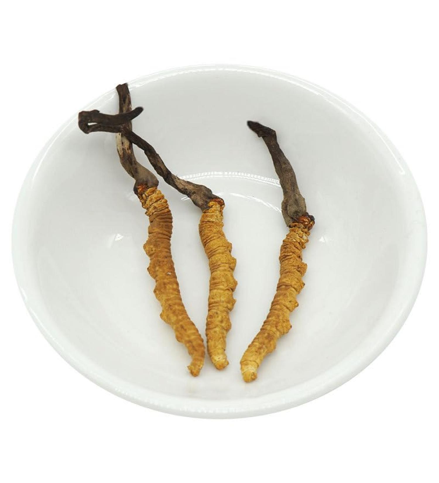 Akersunder Genuine Dried Cordyceps sinensis/winterworm summerherb Ophiocordyceps sinensis Tibet Featured (3 pcs) net Weight 1g. - Buy Online on GoSupps.com