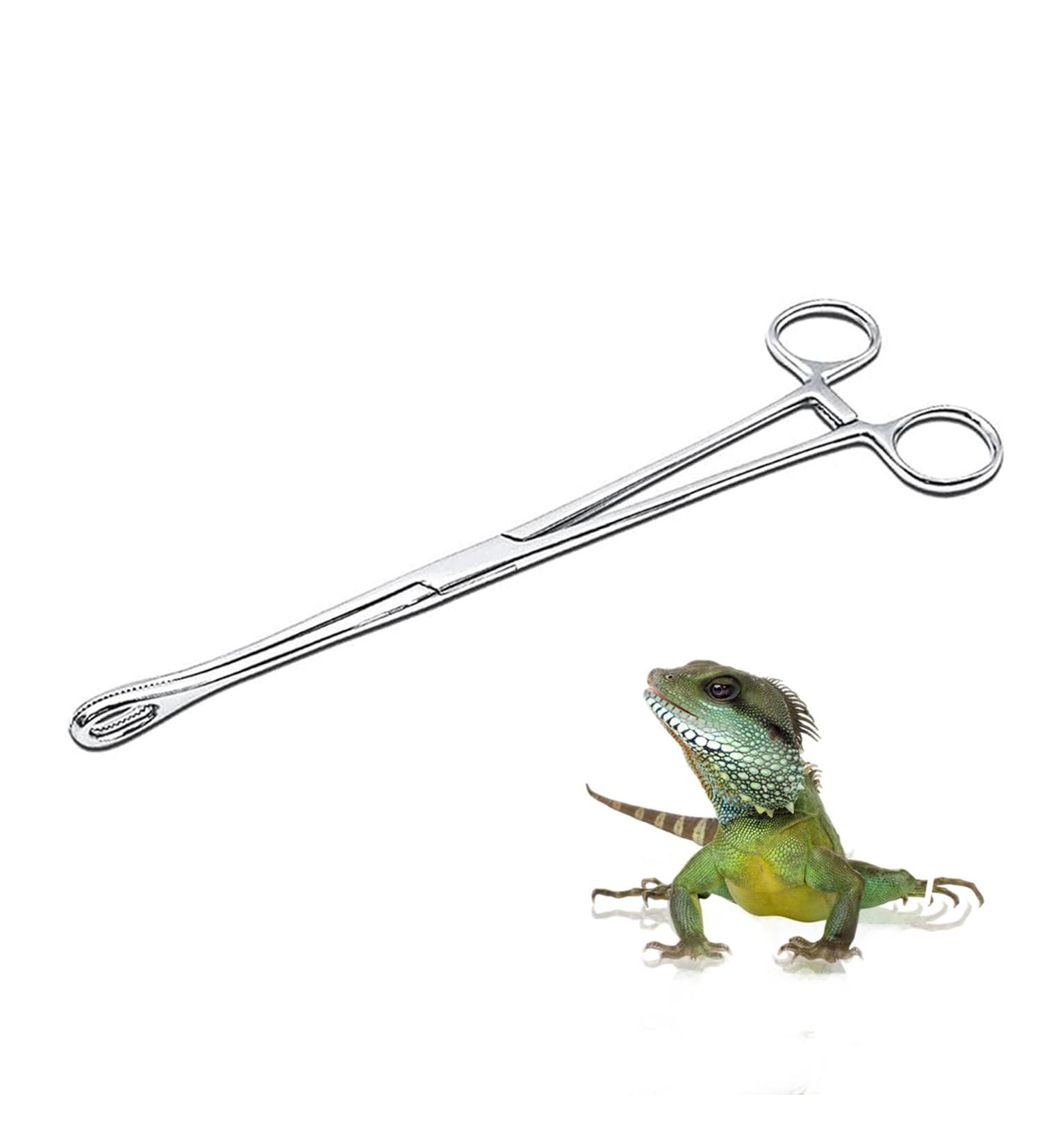 JNAWA Reptile Feeding Clip Pet Raising Feeding Tool Reptile Terrarium Stainless Steel Tongs Tweezers for Snake Lizard Reptile Animal - Buy Online on GoSupps.com