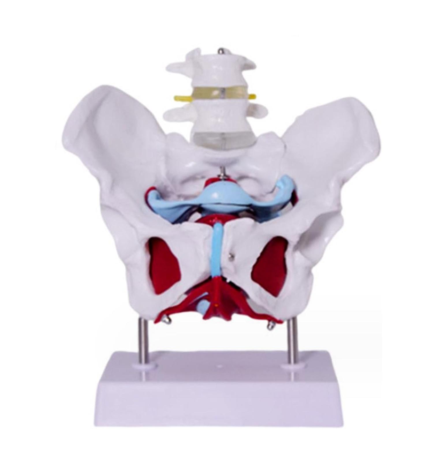 Removable Female Pelvis Model with Organs - Detailed Anatomical Educational Model for Pelvic Floor Muscles & Reproductive Anatomy - International Shipping Available - Buy Online on GoSupps.com