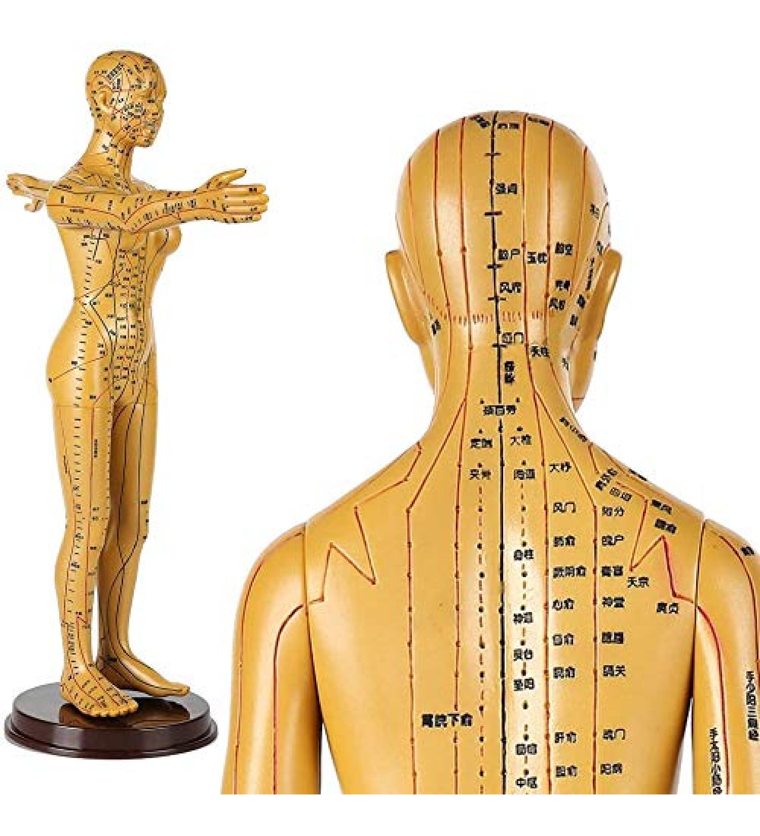 Human Female Acupuncture Anatomical Model with Acupuncture Points Bronze Color 50Cm - Buy Online on GoSupps.com