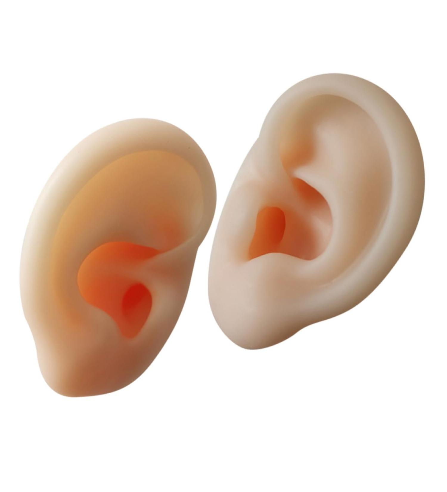 Healifty 1 Pair Fake Ear | Simulated Ear Model for Practice | Ear Cleaning and Acupoint Learning Tool - Buy Online on GoSupps.com