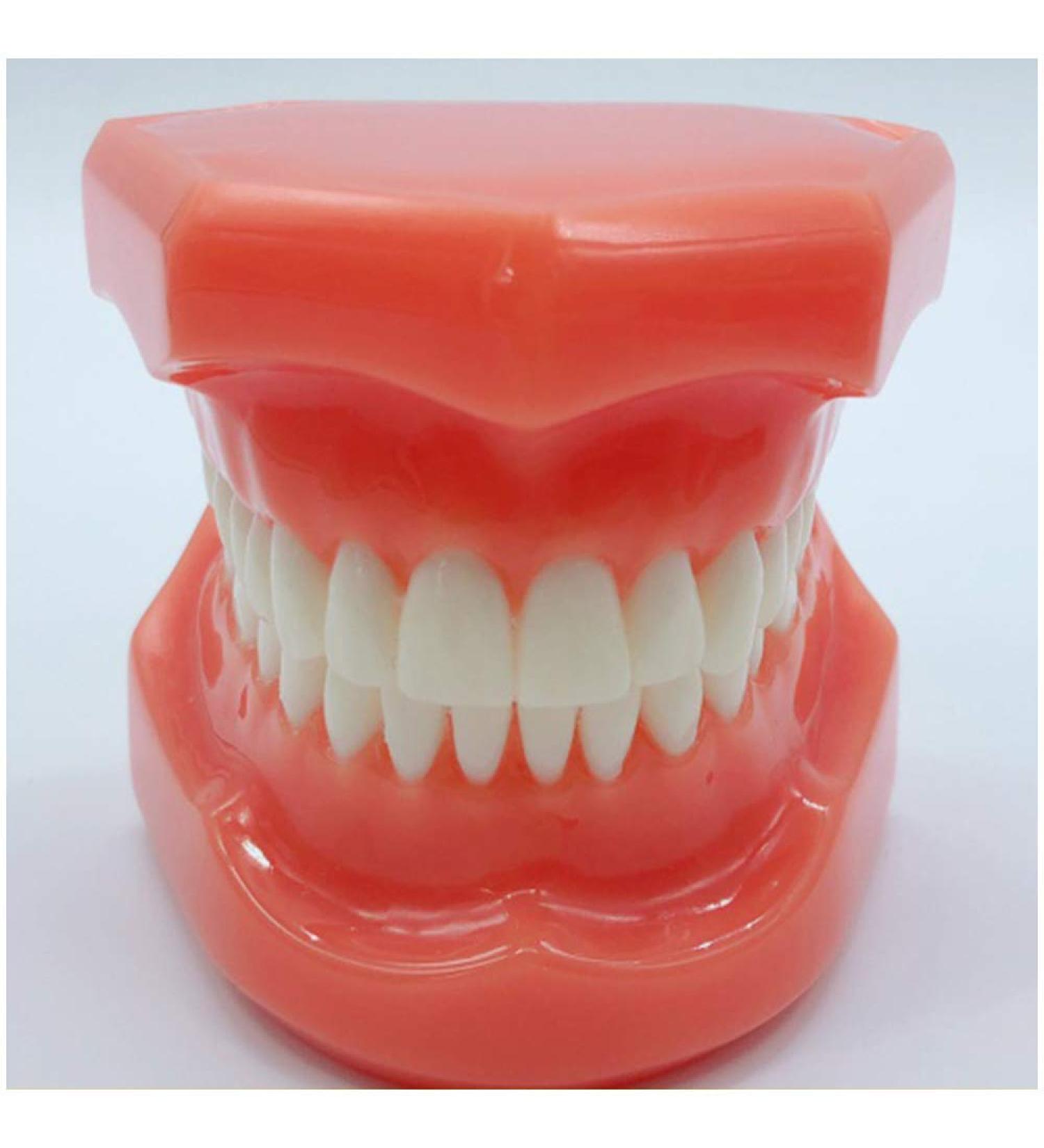 Buy DYTAH Teeth Model for Adults - Standard Typodont for Teaching & Study - Ideal for Dental Demonstrations | International Shipping Available - Buy Online on GoSupps.com