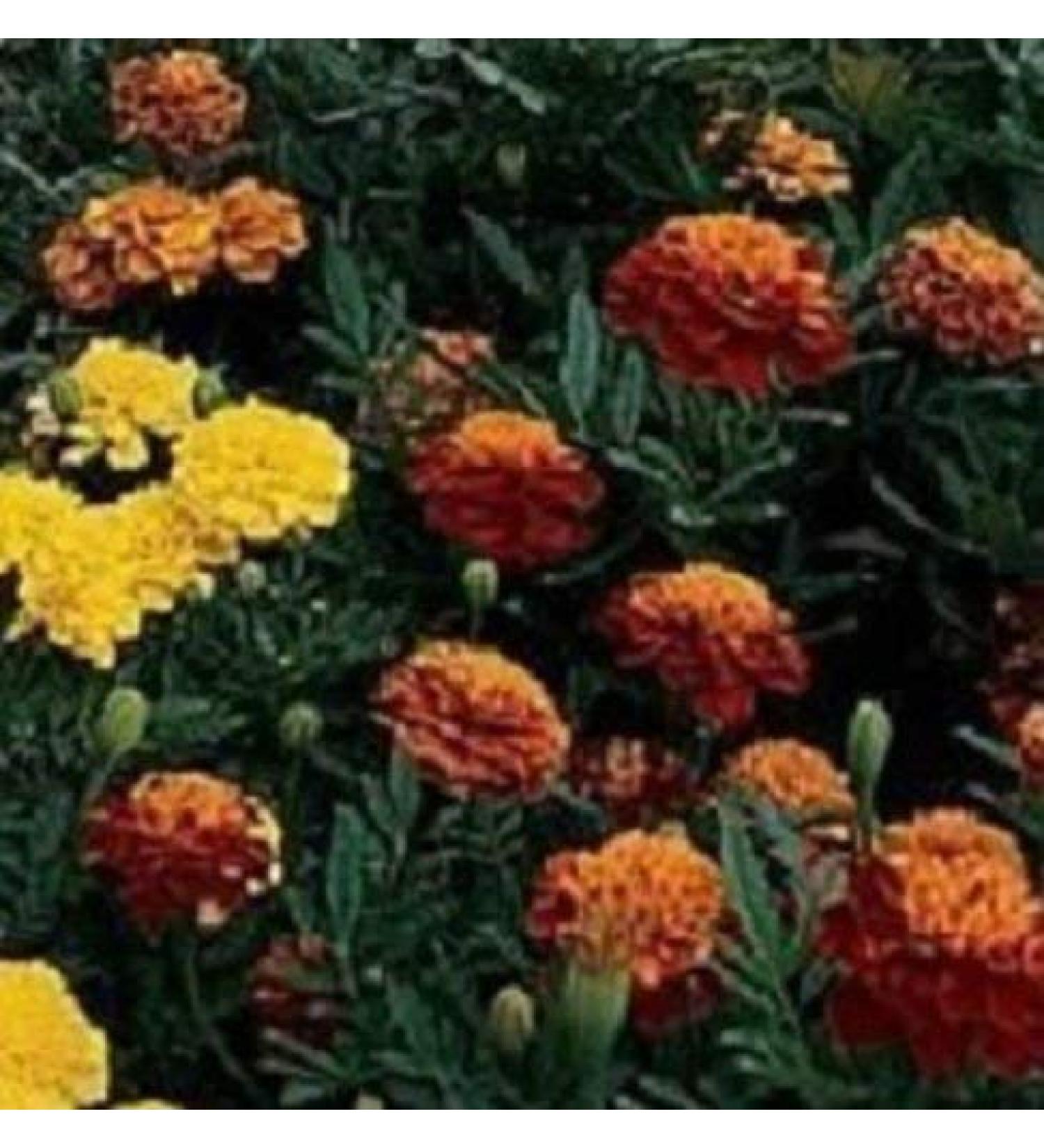 50 Semi Marigold Janie Mix French Marigold