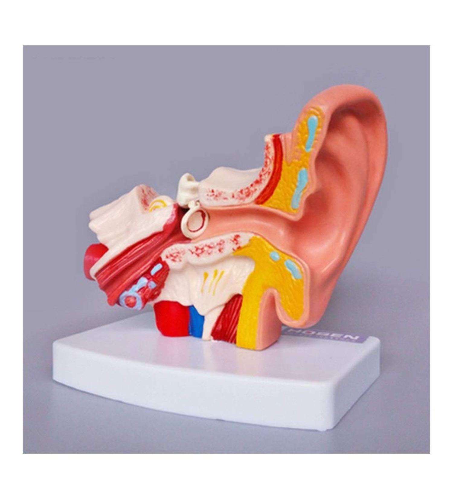 Human Ear Anatomical Structure Human Ear Model Ear Canal Ear Outside Middle and Inner Ear Auditory Otolaryngology Organ Teaching - Buy Online on GoSupps.com