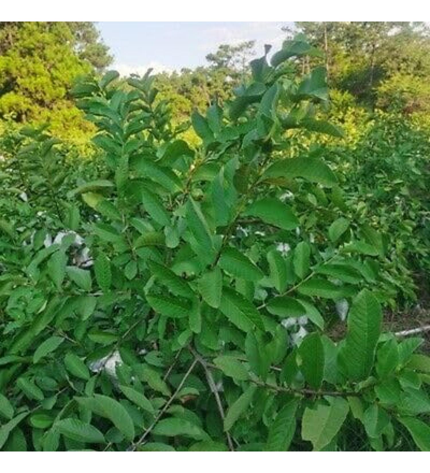 Fresh Organic Guva Leaves | Approx 10G Jumbo | Guva Leaf For Medical | Use Diabetes & Skin Care| Indian Origin|Next Day Shipping By Seelans - Buy Online on GoSupps.com