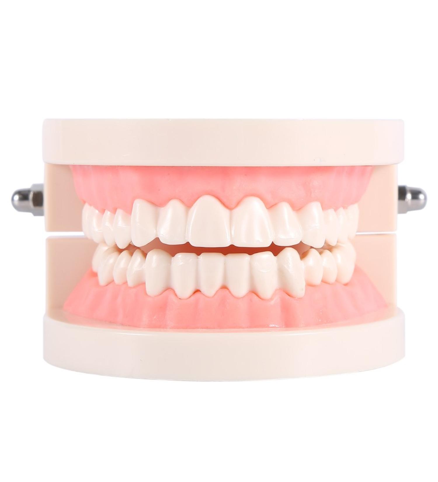 Realistic Tooth Model for Dental Care & Study | PVC Dental Demonstration Tool for Kids - Buy Online on GoSupps.com