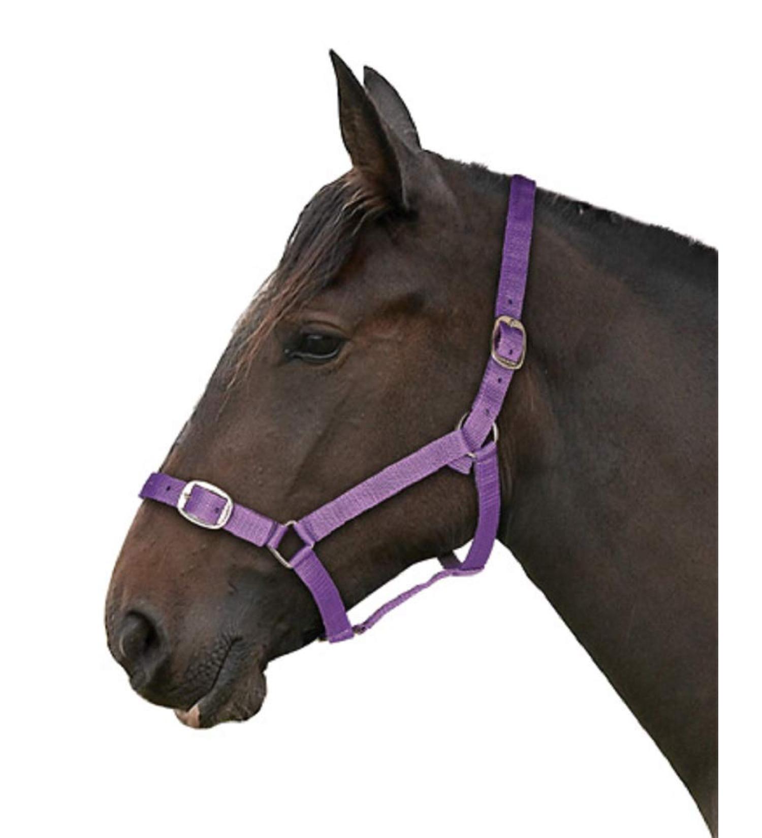 Gallop Basic Nylon Headcollar and Lead Rope Set Cob Size Purple COB Purple