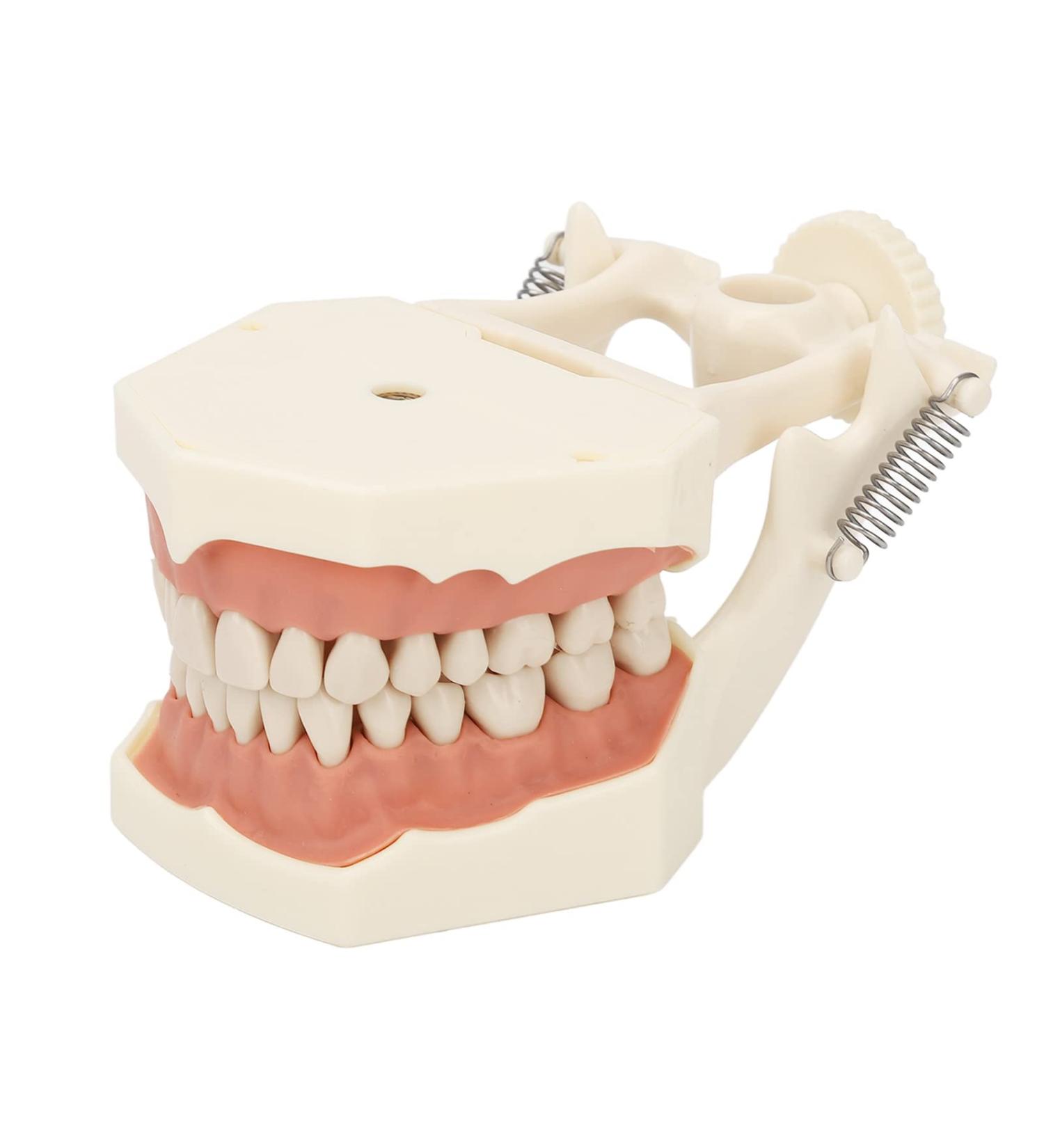 High-Scaled 32-Teeth Dental Model with Soft and Solid Gums for Training | Ideal for Dentists & Educators - Buy Online on GoSupps.com
