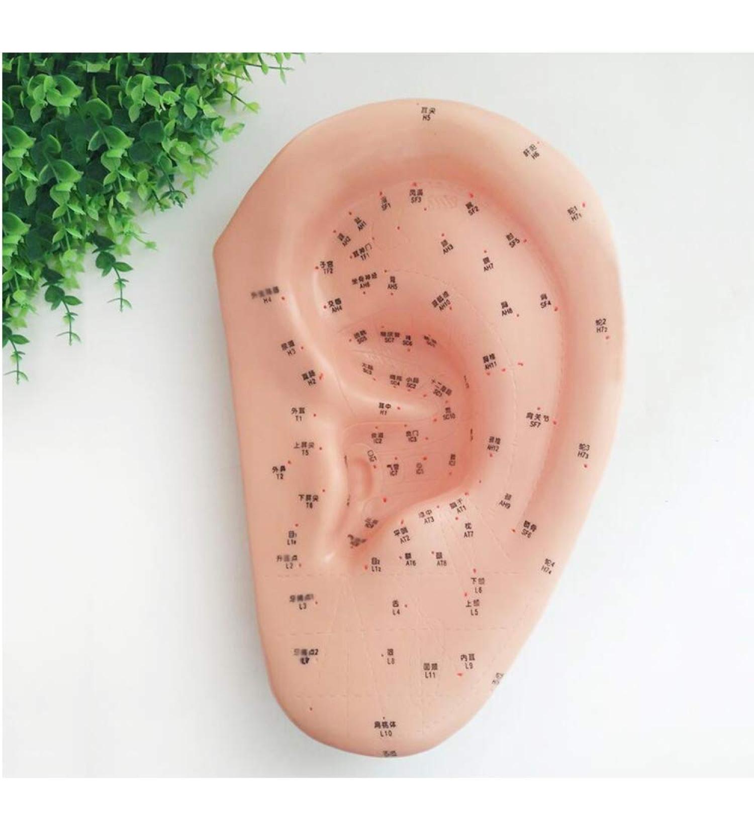 Acupuncture Ear Point Template - 40cm Acupuncture Ear Model - Large Reflection Zone Ear Point Template - for Medical Acupuncture - Buy Online on GoSupps.com