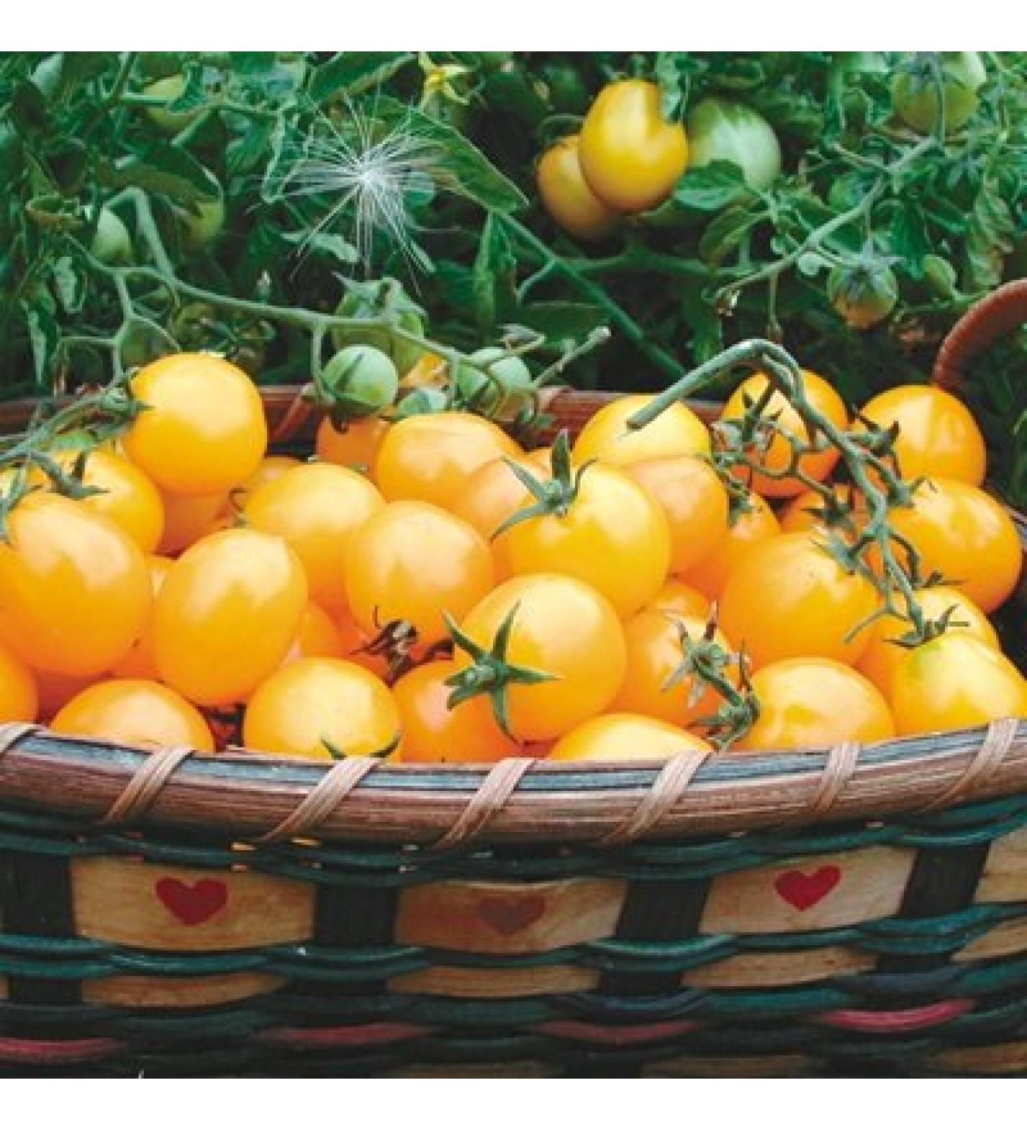 1 Organic semi Gram of Gold Nugget Conventional and Organic Tomato