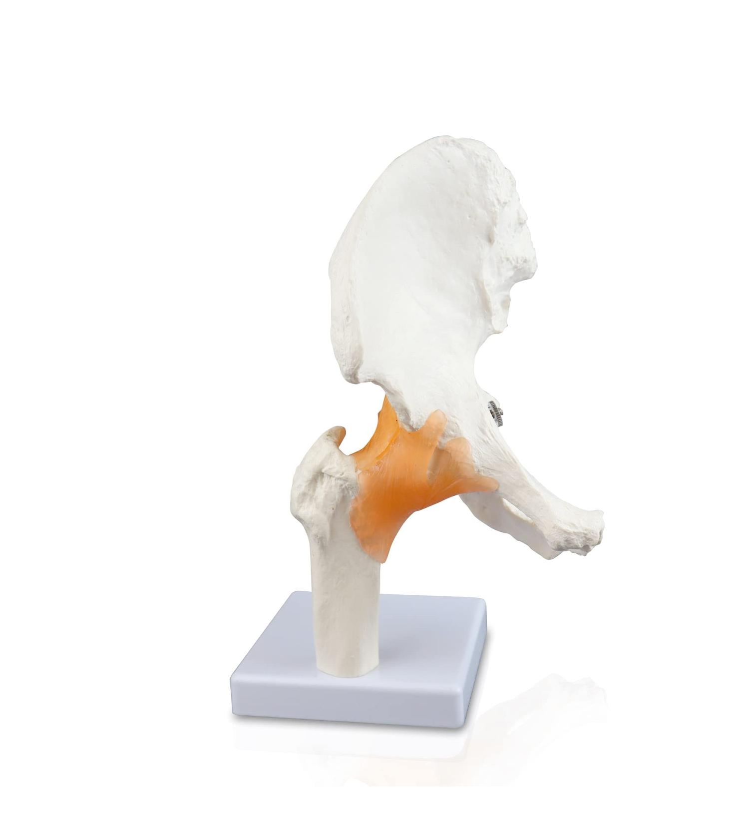 Science Resource S08400 Classic Functional Hip Joint Model | Articulates with Life-Like Flexible Ligaments | Features Femur Hip Bone & Surrounding Ligaments | W Manual - Buy Online on GoSupps.com