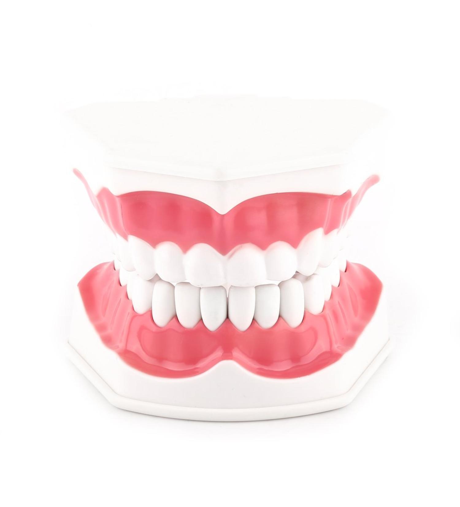 FafeICY 1PC 28 Teeth Teaching Toothbrush Model - Dentist Tool with Handy Toothbrush & Poster for Study Demonstration - Buy Online on GoSupps.com