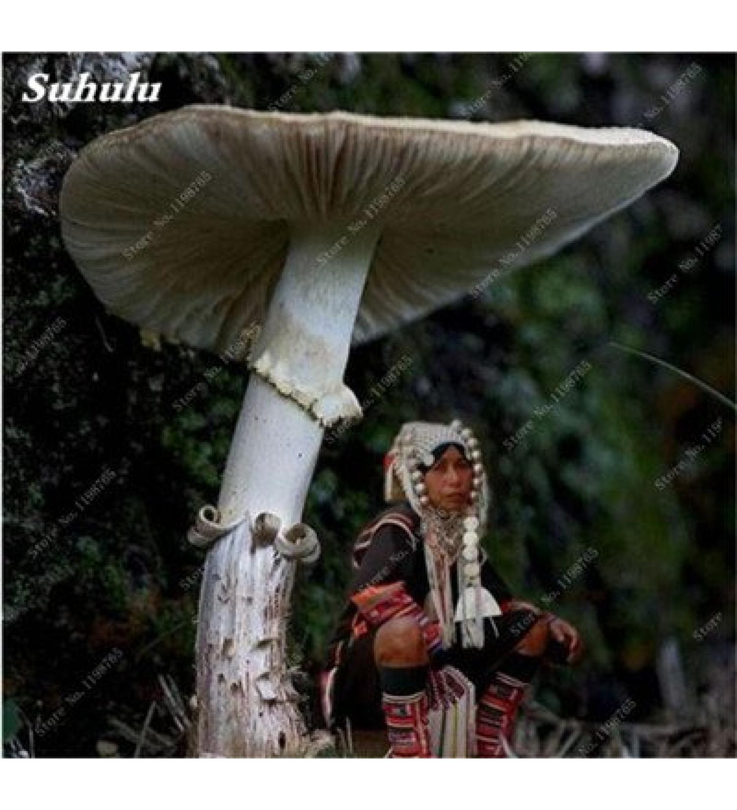 100 Gezonde Super Pcs Green Big Mushroom Seeds Delicious Vegetables Mushrooms RARE Gaint Fun Succlent Plant HighNutrition 10 - Buy Online on GoSupps.com