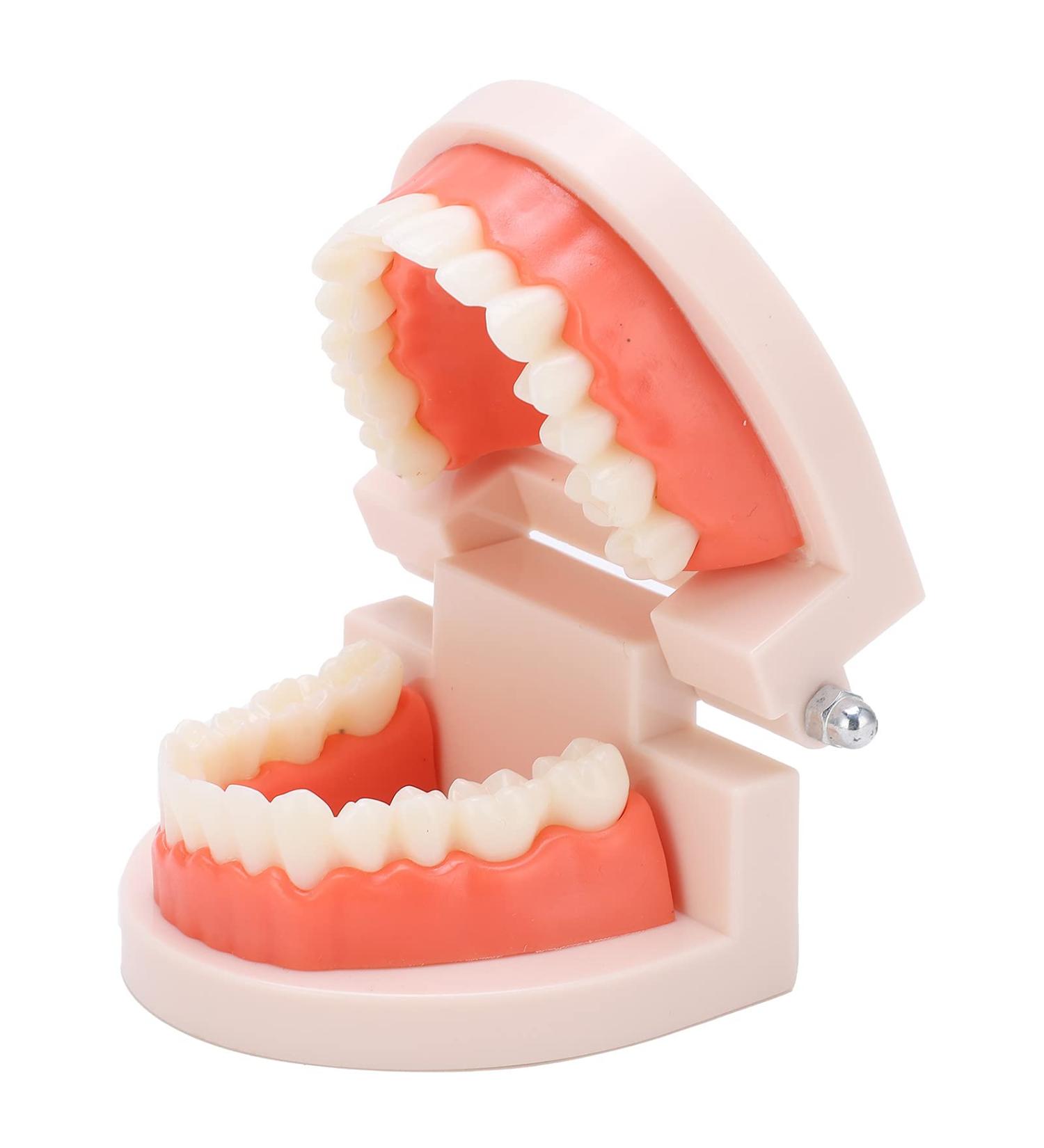 Teeth Model - Anti-Yellow Denture Model for Hospitals & Kindergartens | Shop Internationally - Buy Online on GoSupps.com