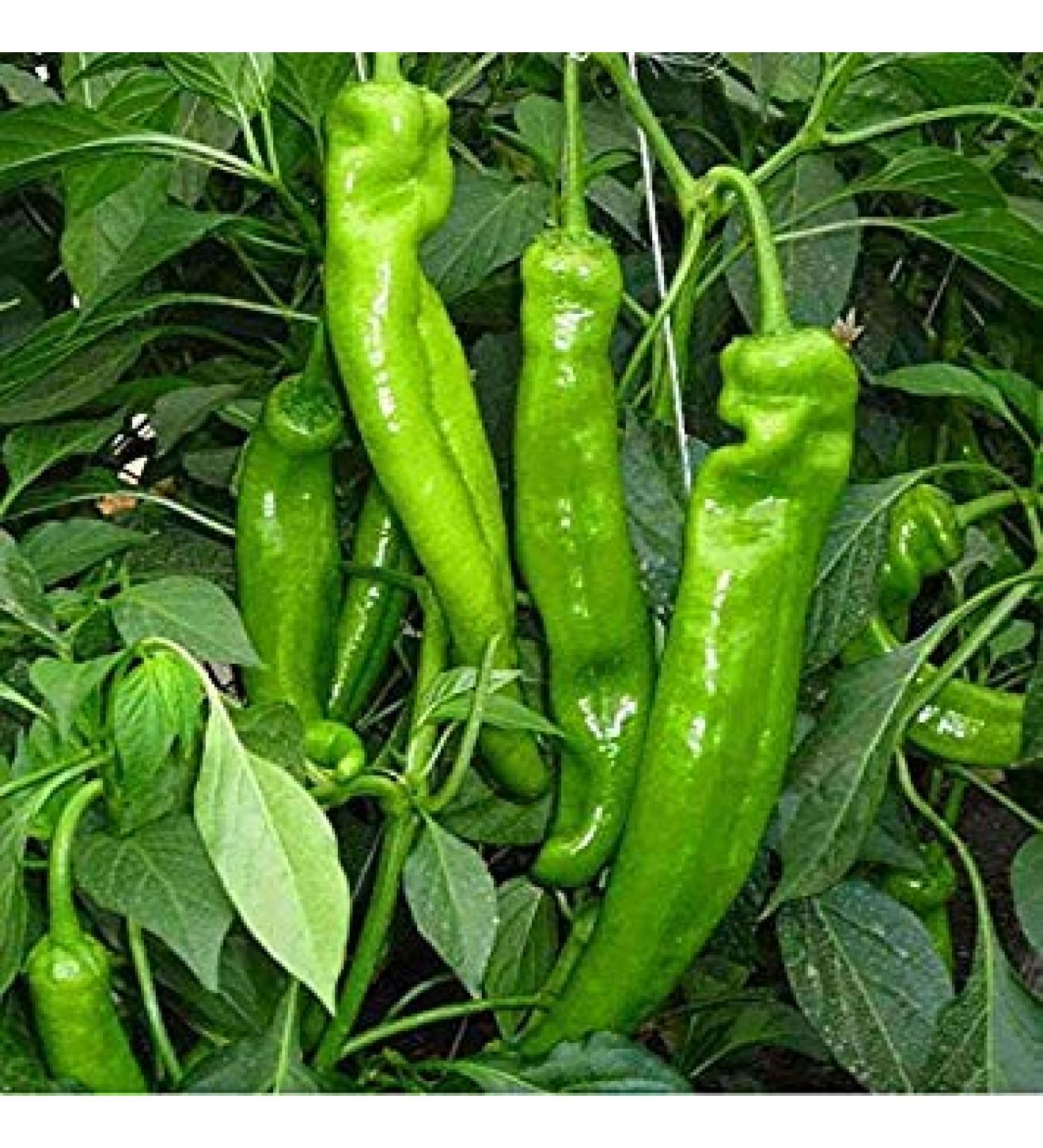 Nieuwe Arrival 200 stBag rare Giant Penis Hot Spices Red Chili Seeds Capsicum Plants Fruit Seeds Vegetables Various Seeds Hete Peper 8