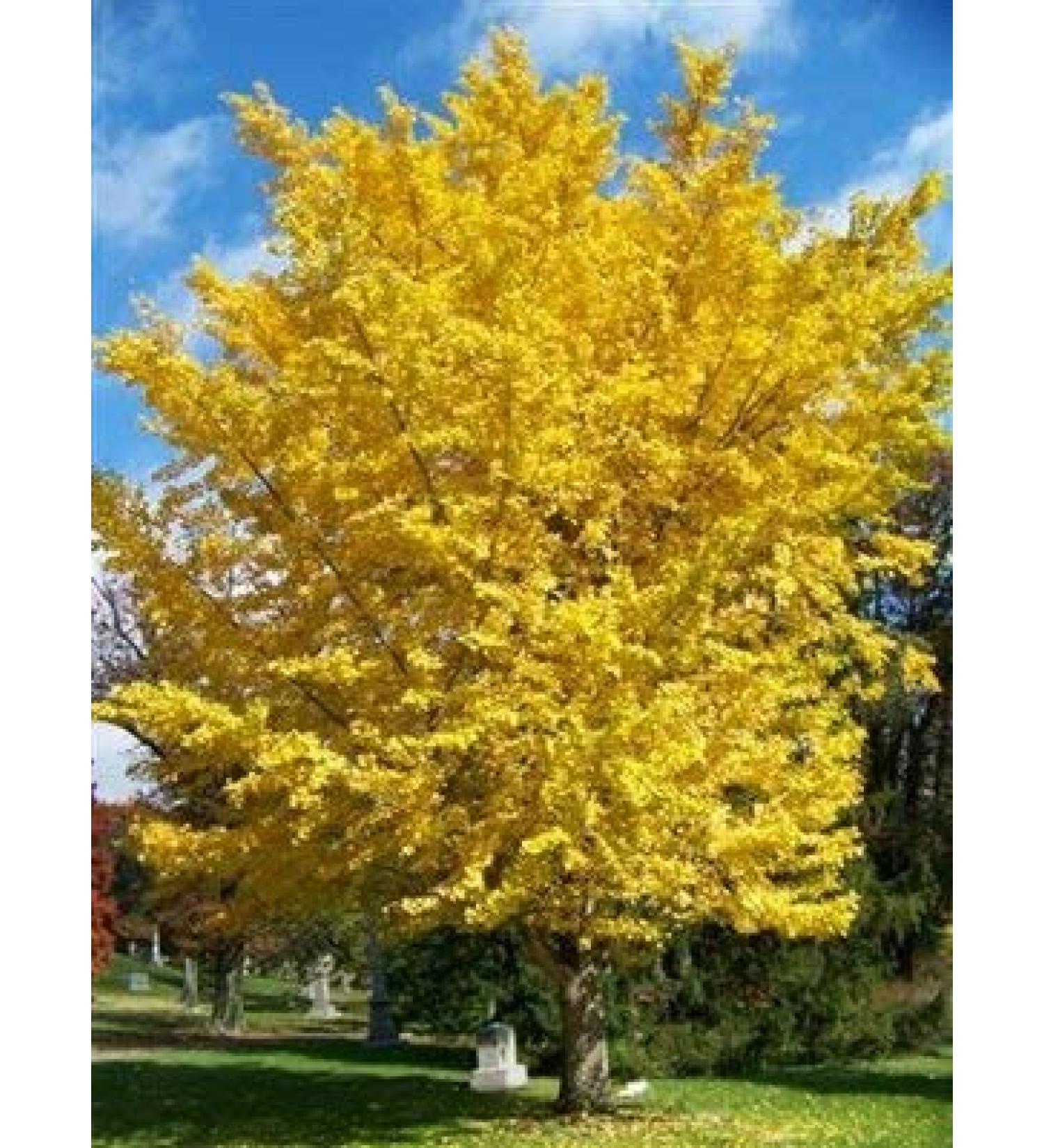 New Tree Seeds 10 st Ginkgo Biloba for Gardening Yellow - Buy Online on GoSupps.com