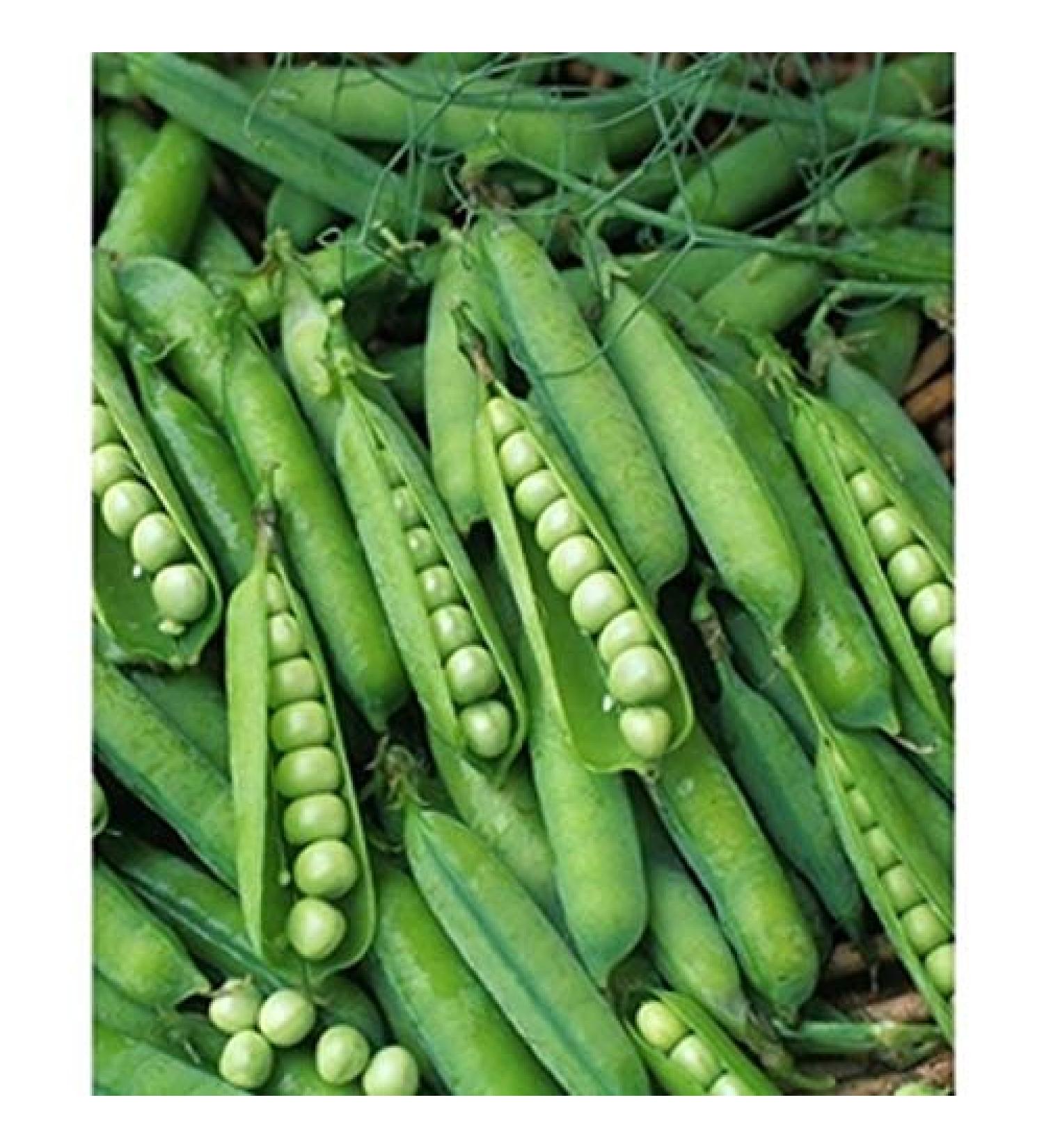 2018 Thomas Laxton Pea Seeds 2 Oz Approximately 200 Seeds
