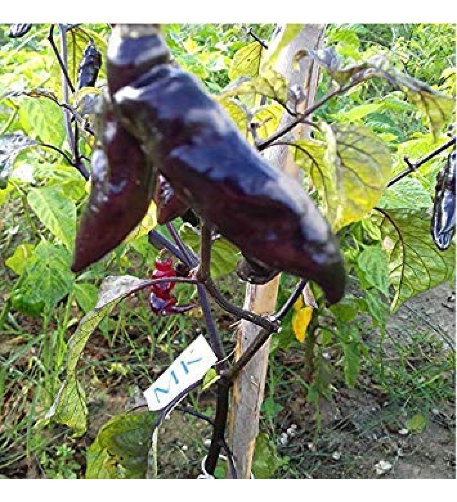 Potseed Bhut Jolokia Peper Neyde X 10 Semi Semi Capsicum chinense 163