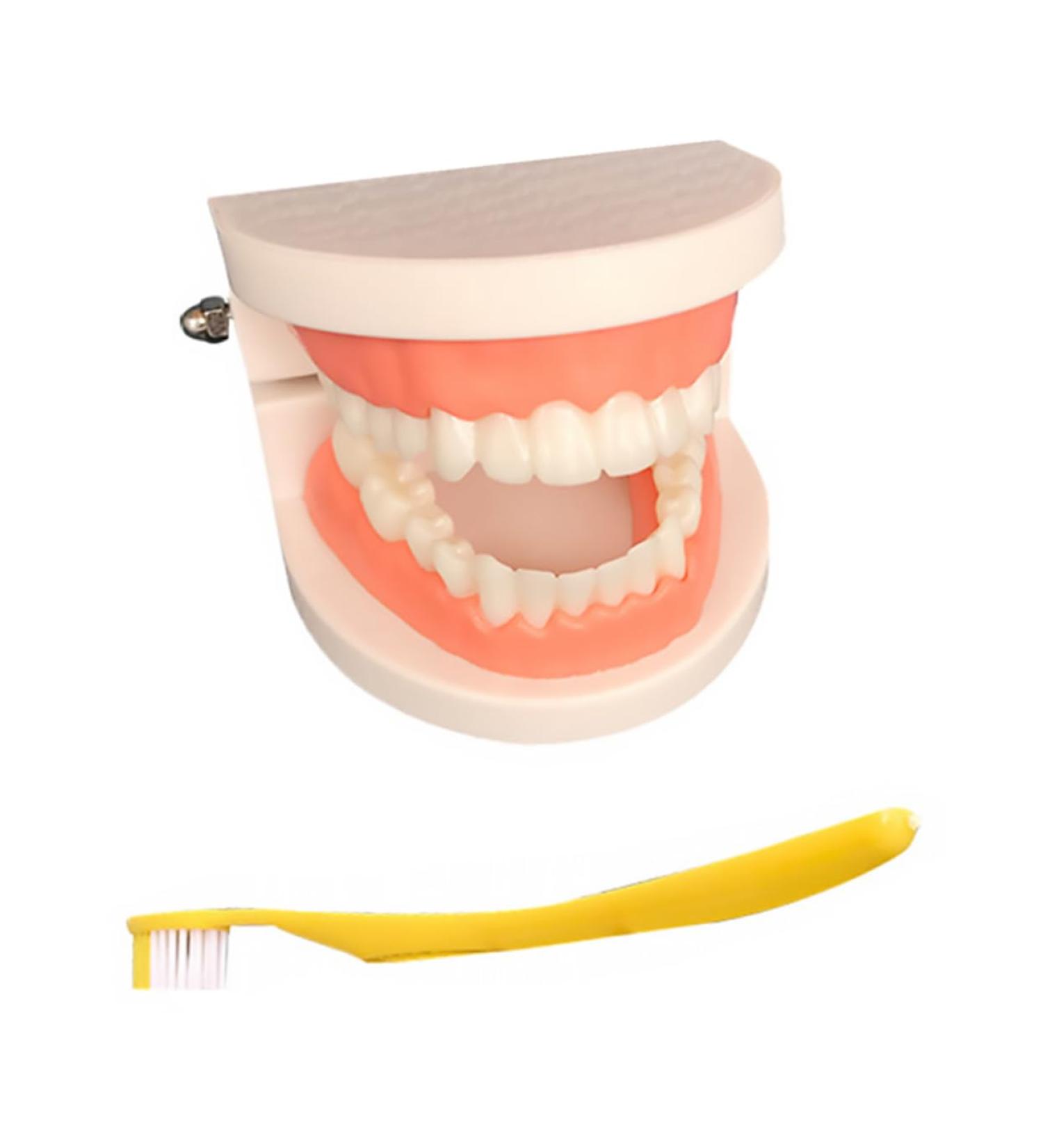 Ultechnovo Dental Model Set - Educational Children's Tooth Model | Plastic Denture Model for Kids | Ideal for Schools & Dental Training - Buy Online on GoSupps.com