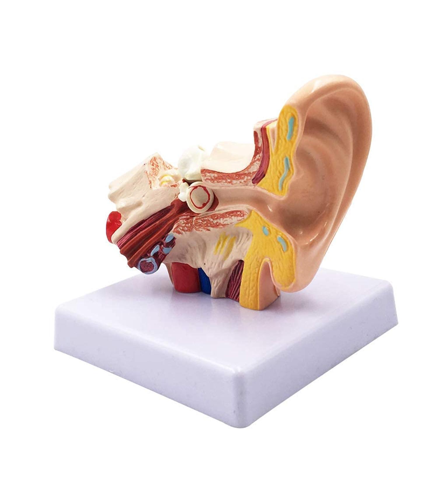 Human Ear Model 1.5 Times Natural Size Model with 2 Parts Illustrating Ear Regions Ear Cleaner Humans - Buy Online on GoSupps.com