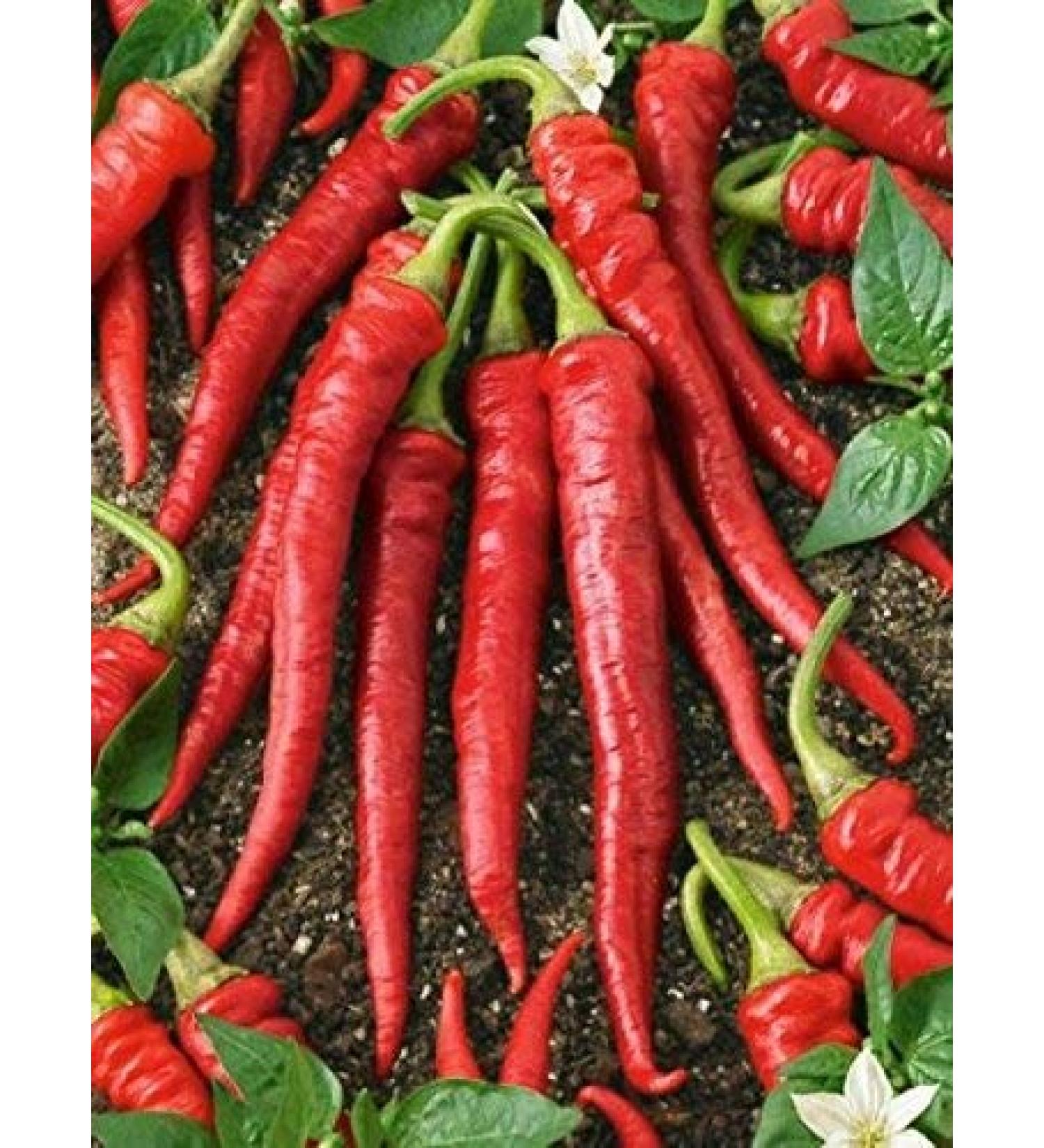 25 semi Portogallo Hot Pepper. Hot Sauce & Salsa. Premium USA Heirloom. Non-GMO!