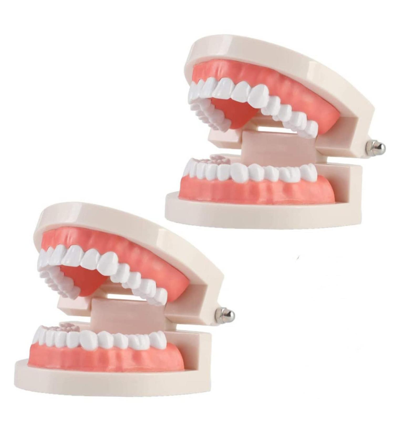 Kichouse Toy 1 PC Tooth Model - Standard Typodonto Dental Health Model for Kids | Eco-Friendly Plastic - Buy Online on GoSupps.com