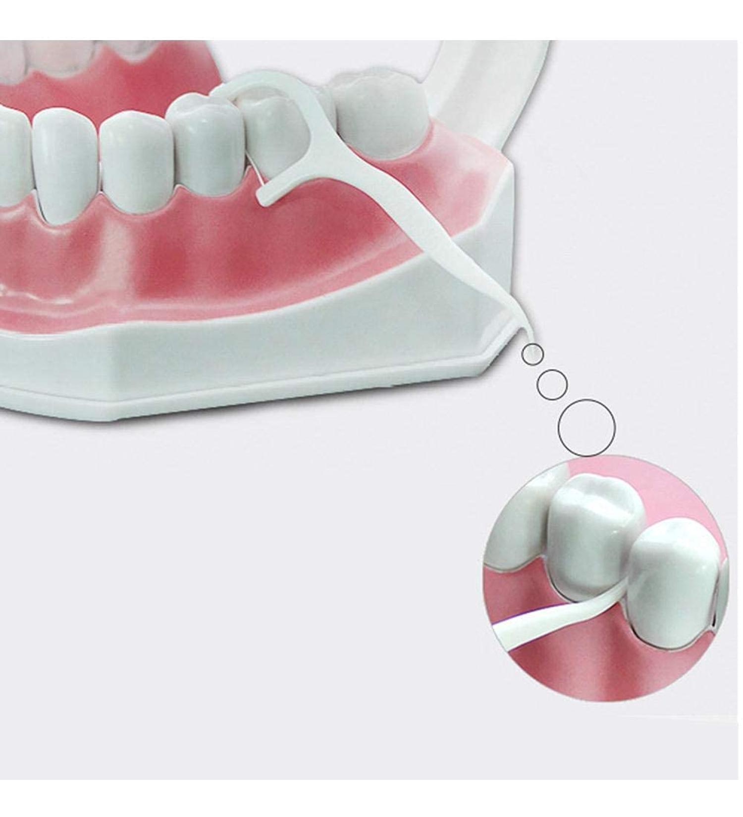 120pcs Portable Dental Floss Picks - Tooth Stain Removal & Oral Care Tool | Disposable Dental Floss Sticks for International Shipping - Buy Online on GoSupps.com