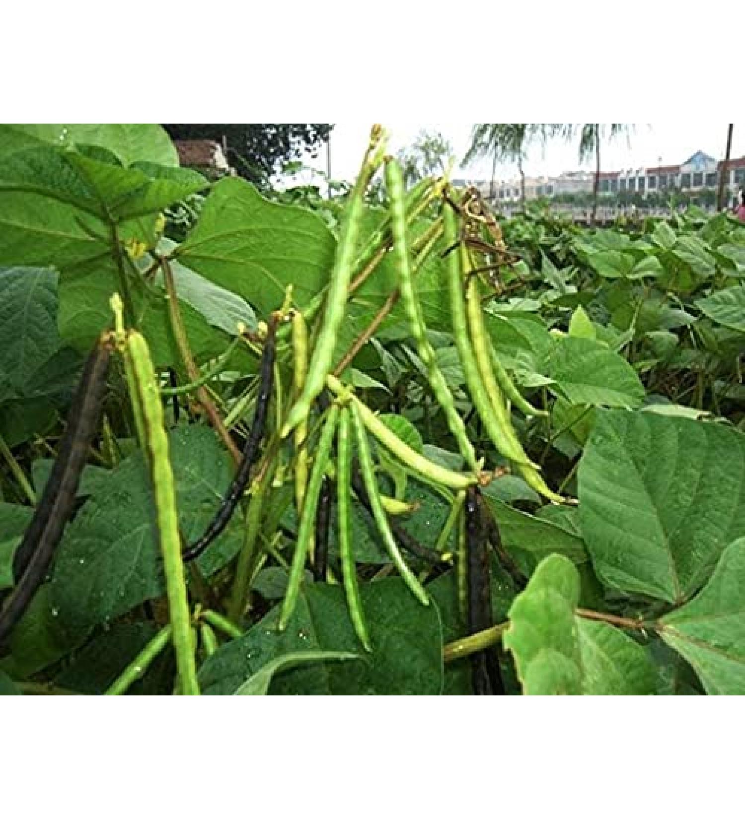 Semi di ortaggi Black Mung Bean