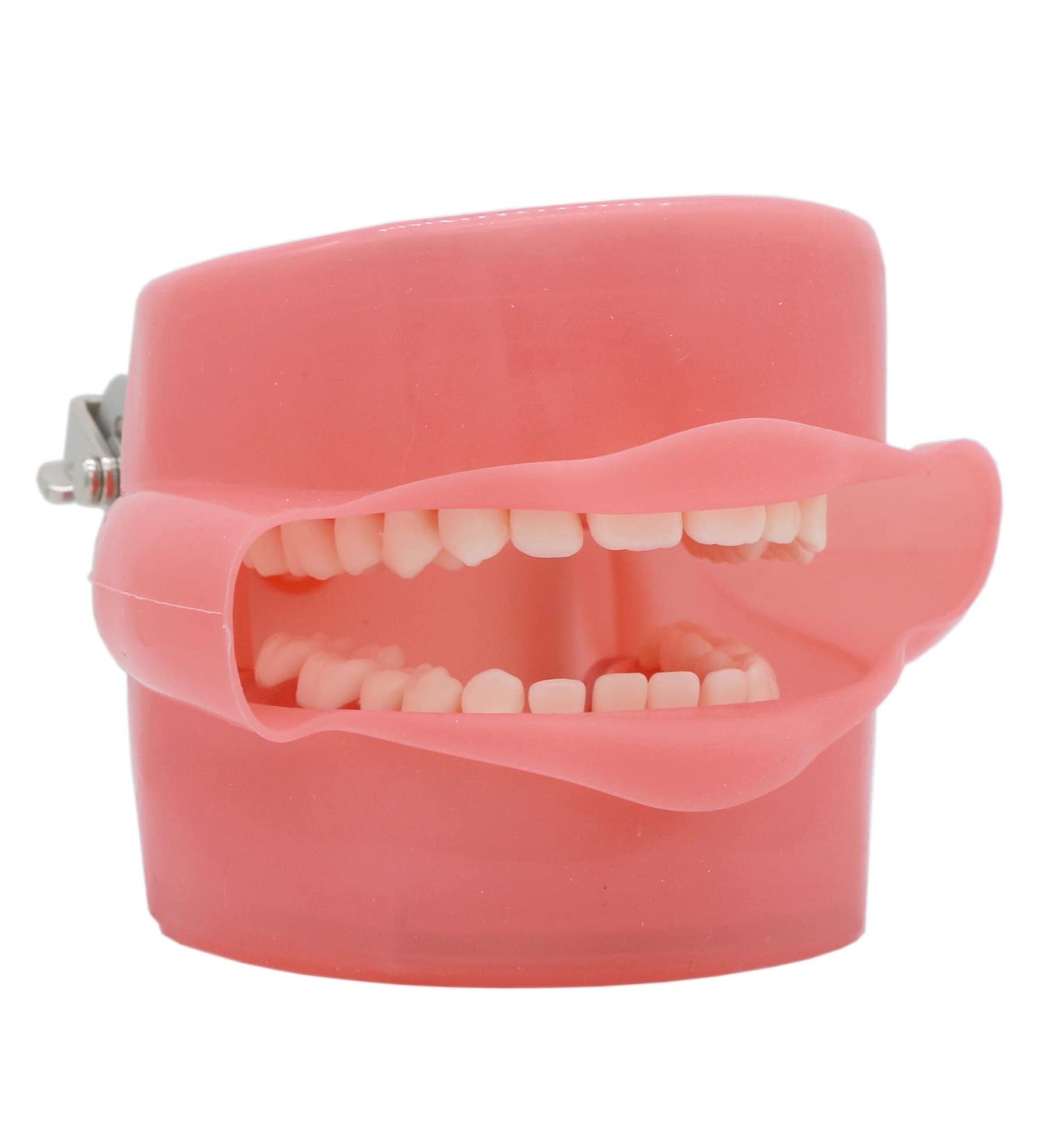 Dental Soft Gum Standad Typodont Study Model with 28 Removable Teeth & Cheeks - Ultimate Dental Training Tool - Buy Online on GoSupps.com
