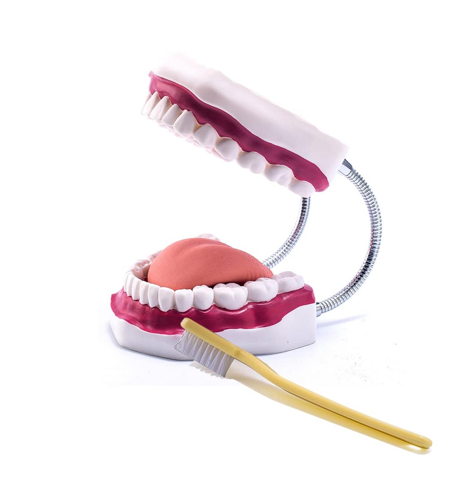 Large Teeth Tooth Models: 6X Enlarged Dental Hygiene & Mouth Care Educational Tool with Removable Tongue & Toothbrush - Buy Online on GoSupps.com
