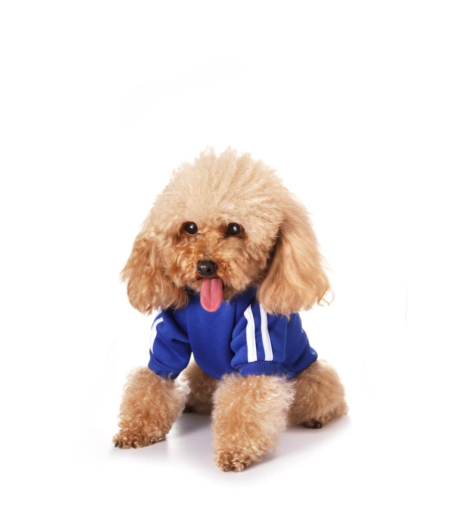 Dog Sweater for Small Dogs | Cute Cotton Hoodie & Pullover for Puppies & Cats | Warm XL Dark Blue Coat - Buy Online on GoSupps.com