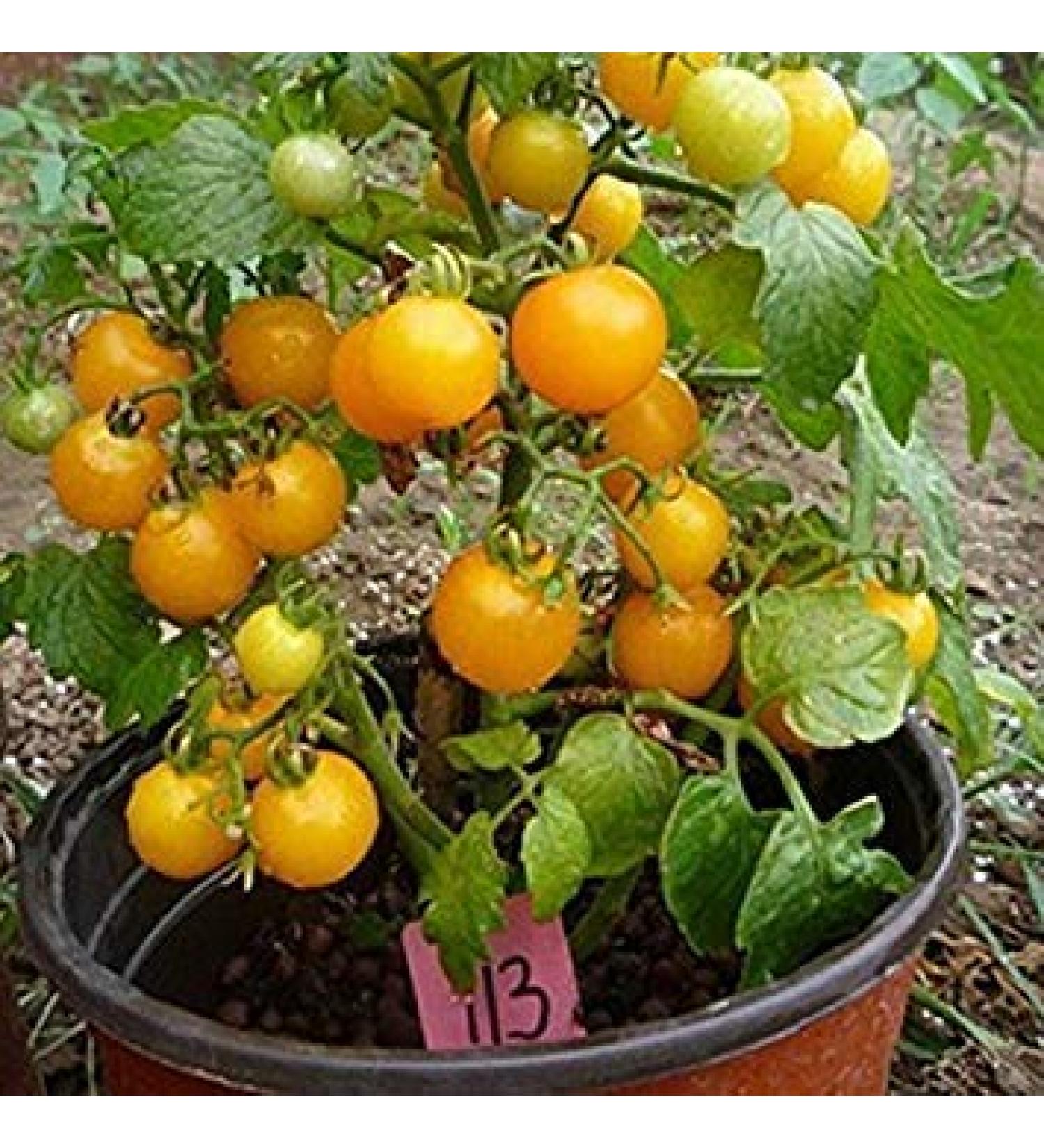 Pacchetto semi: 400 Origano Semi Sp condimento Semi tchen vegetale Sapore