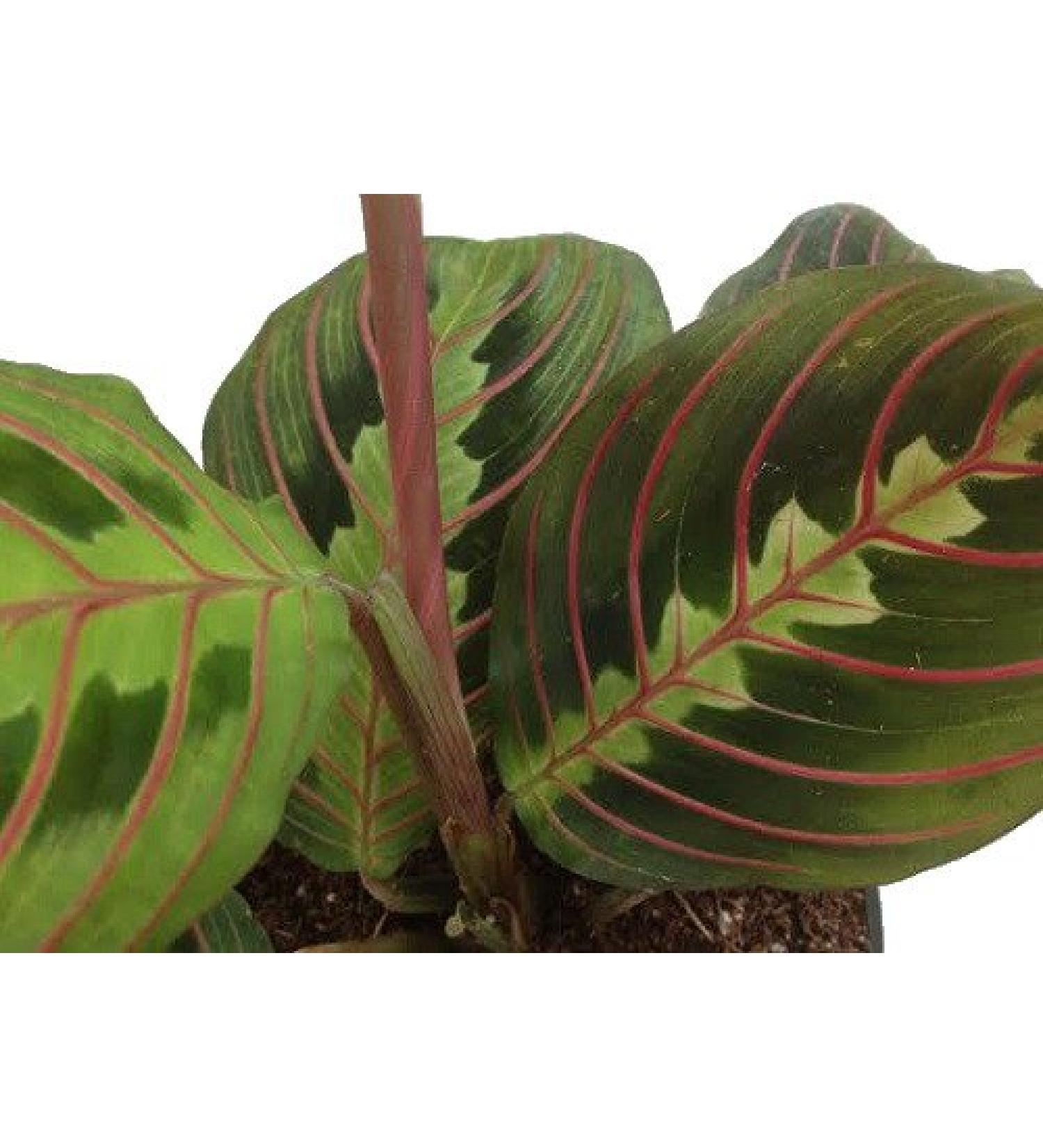 Hirt's Red Prayer Plant - Easy to Grow Maranta House Plant - 4 Pot Maranta Red - Buy Online on GoSupps.com