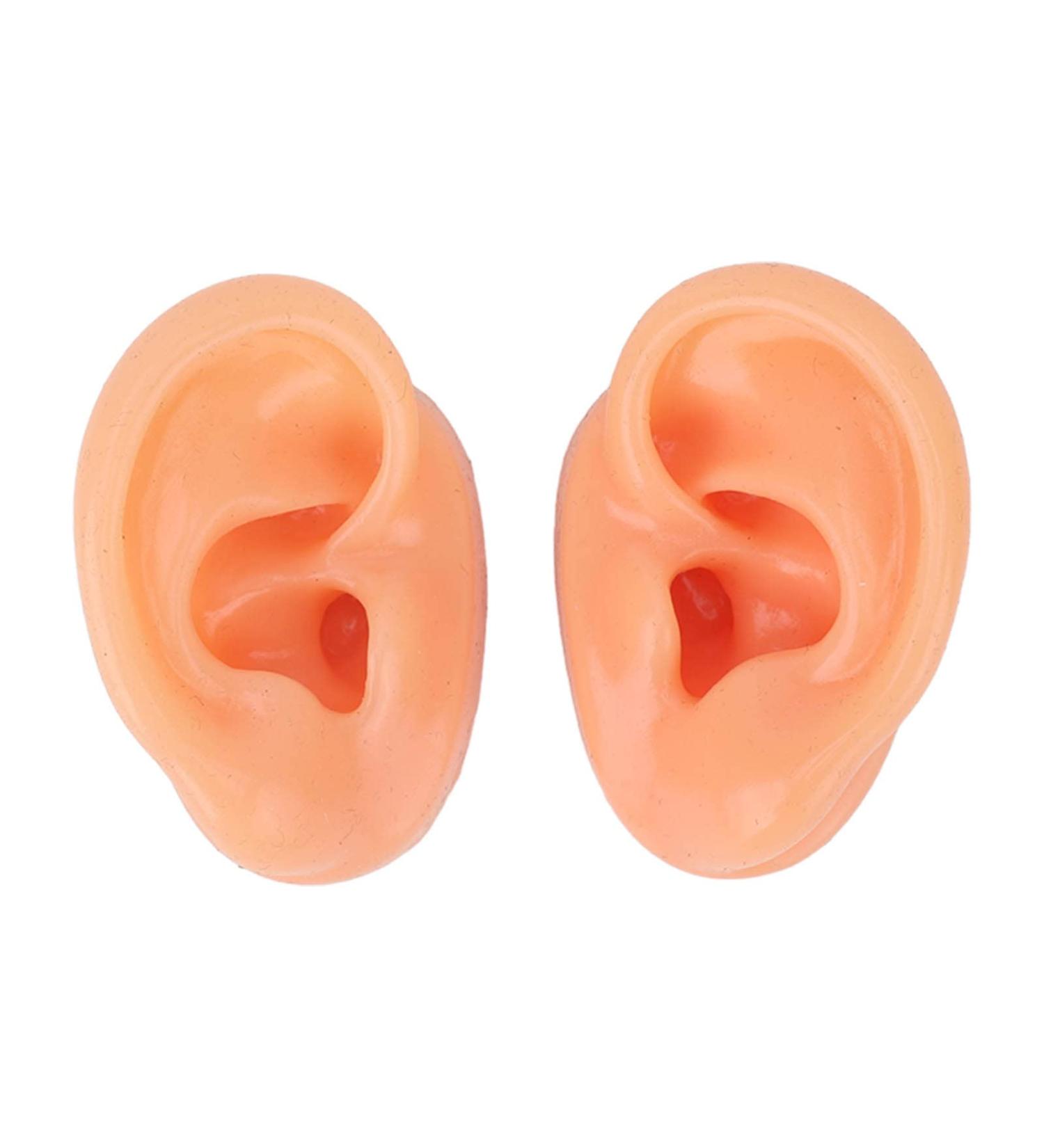 Silicone Human Ear Model for IEM Earphones Display - Professional Lecturing Display - Buy Online on GoSupps.com