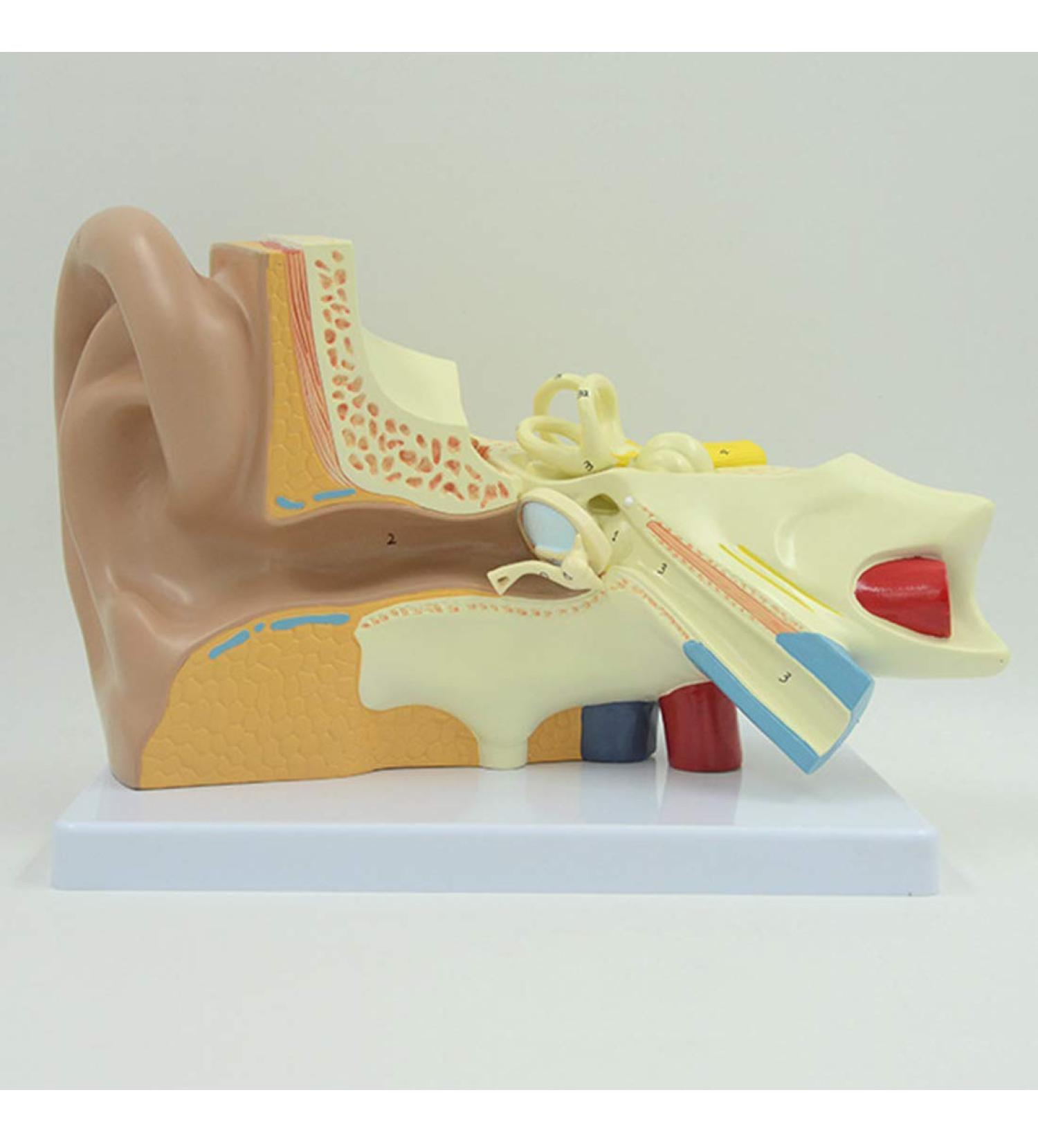 Human Ear Model 3X Enlarged 3-Piece Ear Anatomy Model Professional Ear Simulation Model Shows External Middle and Inner Ear for Medical Education - Buy Online on GoSupps.com