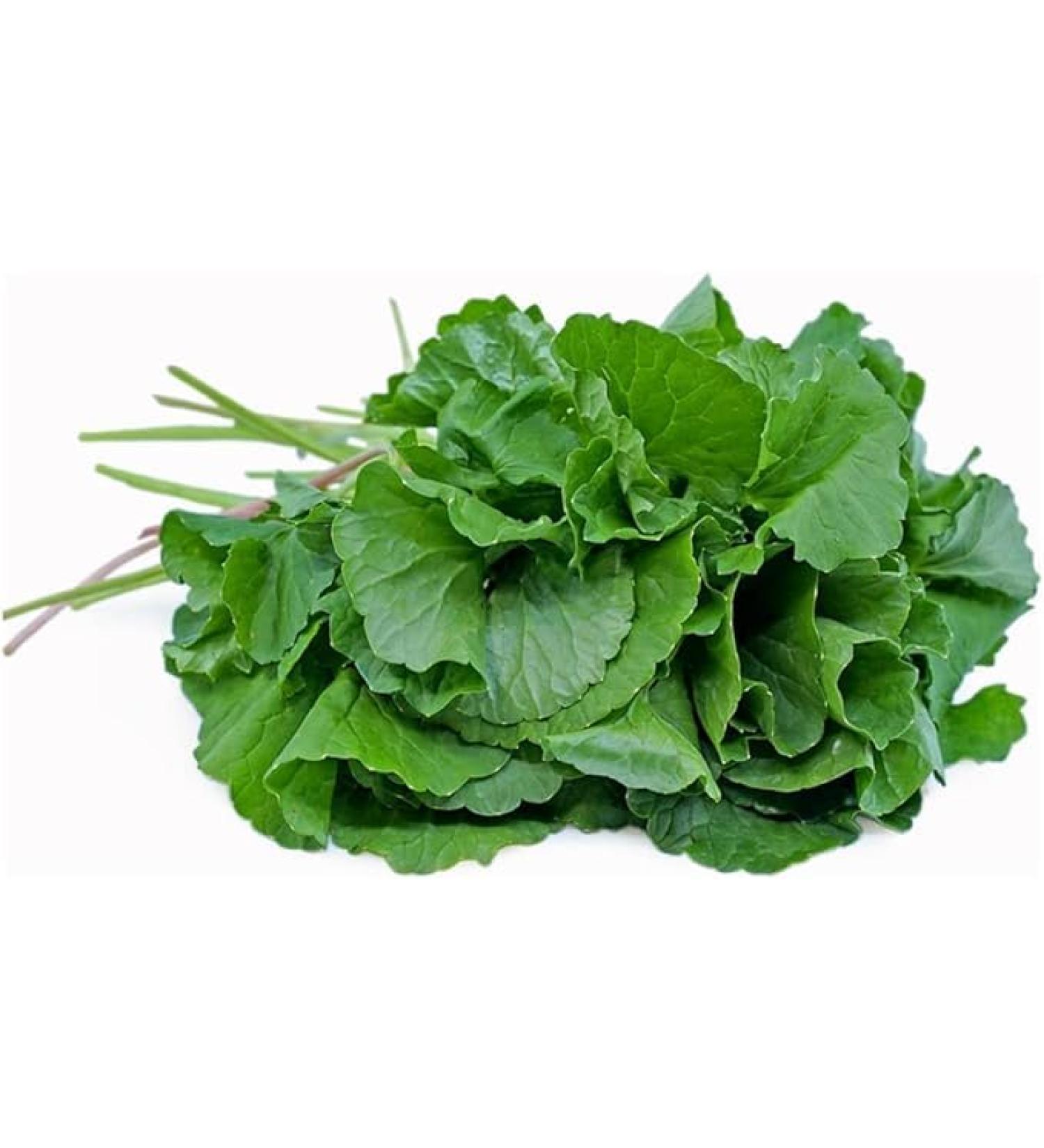 Fresh Vallarai Leaves Bunch | Single Bunch | Vallarai Keerai | Gotu Kola | Green leafy | Healthy | Used Cooking for Juice & Soup etc.. | Approx 350 to 400| Next Day shipping By SeelansG - Buy Online on GoSupps.com