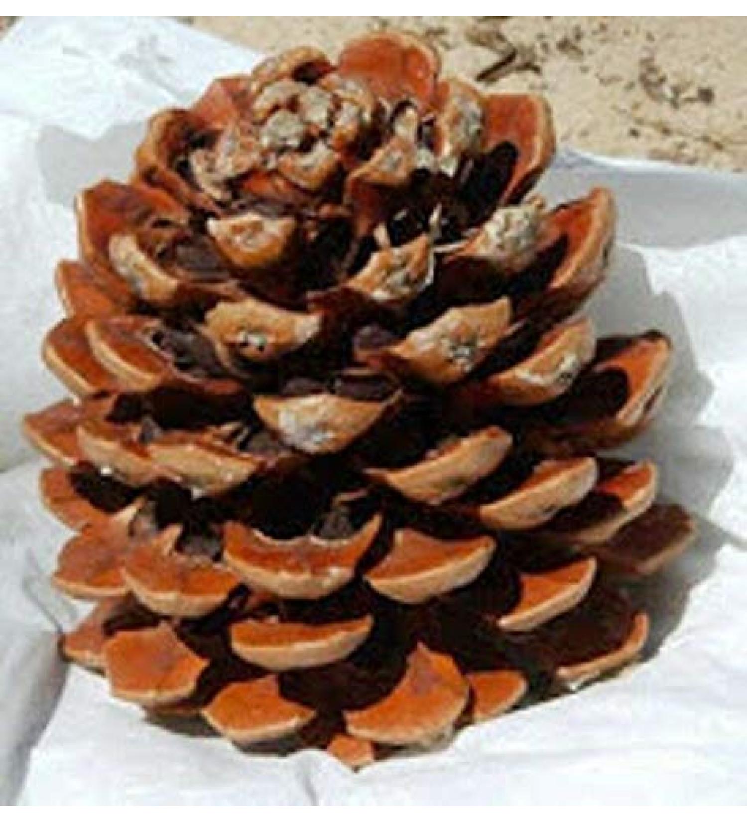 GETSO Seeds Package Non Plants 40 Pinus Pinea Seeds 950g 3350z Pine Cones Nuts Pinus Pinea Seeds Italian Stone decorationSeed - Buy Online on GoSupps.com