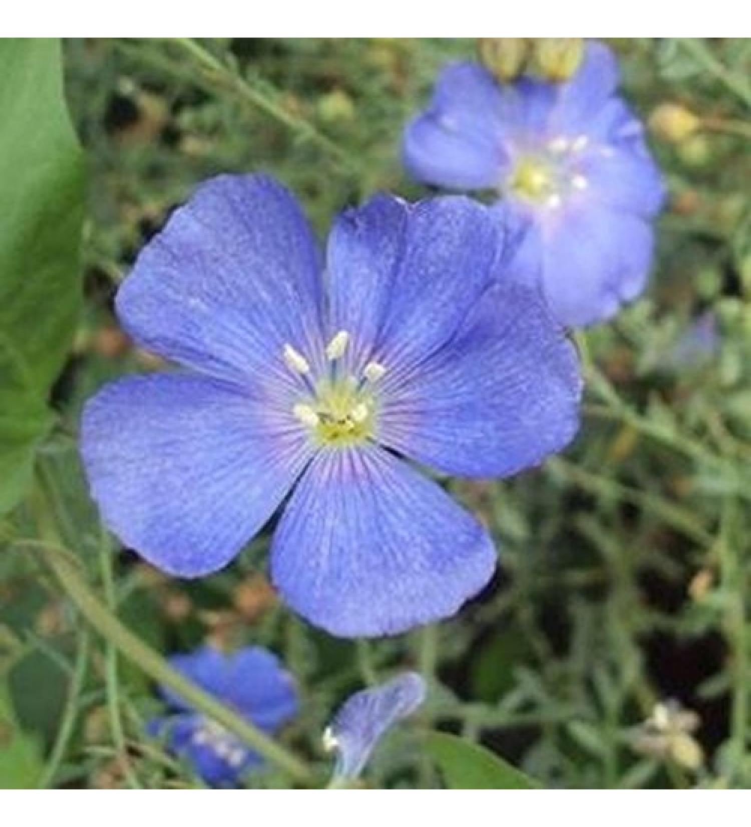 1g150 Sapfir Flowering Flax Seeds