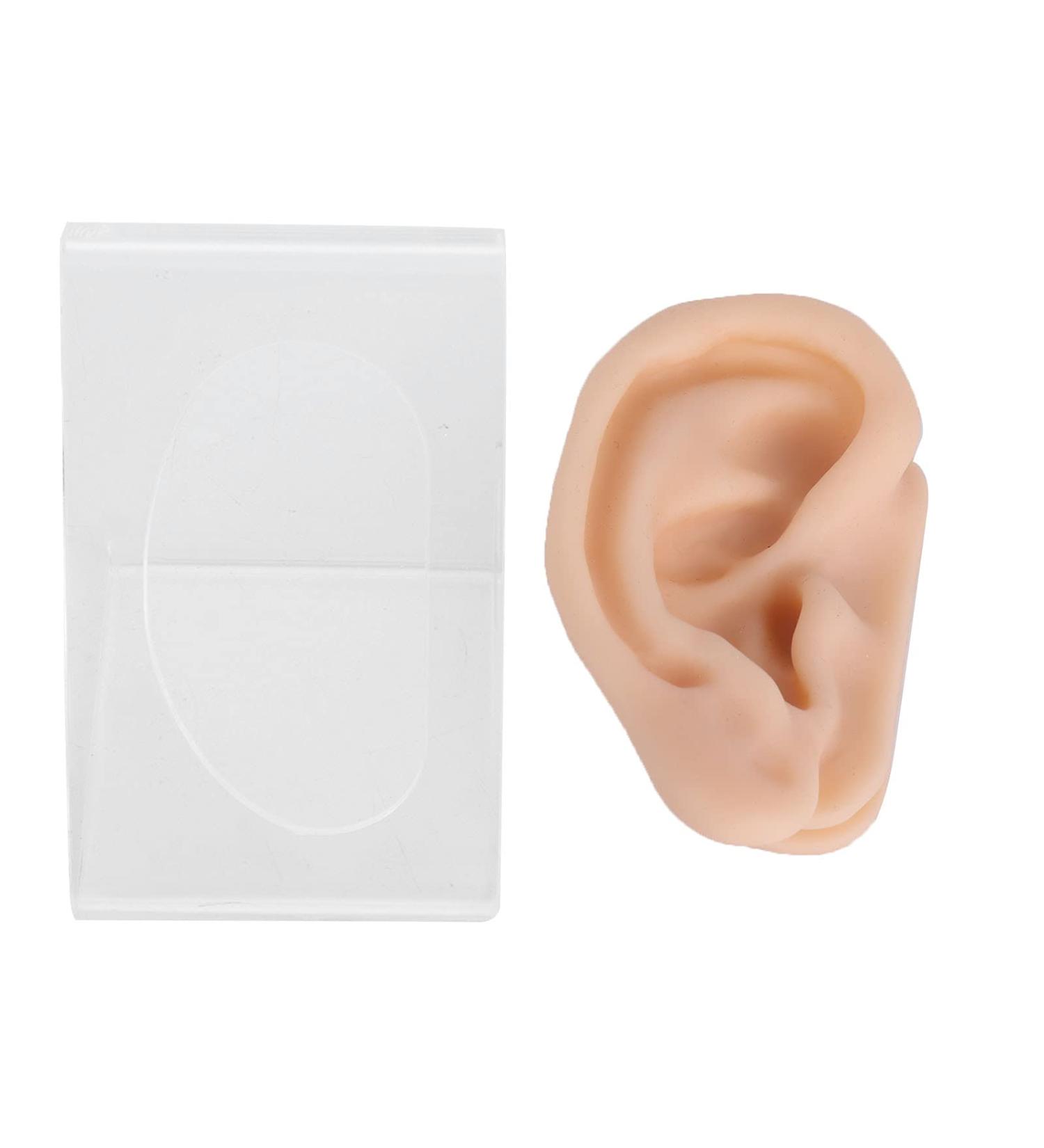 Silicone Ear Model for Acupuncture Practice | Realistic Fake Ear with Presentation Stand - International Shipping Available - Buy Online on GoSupps.com