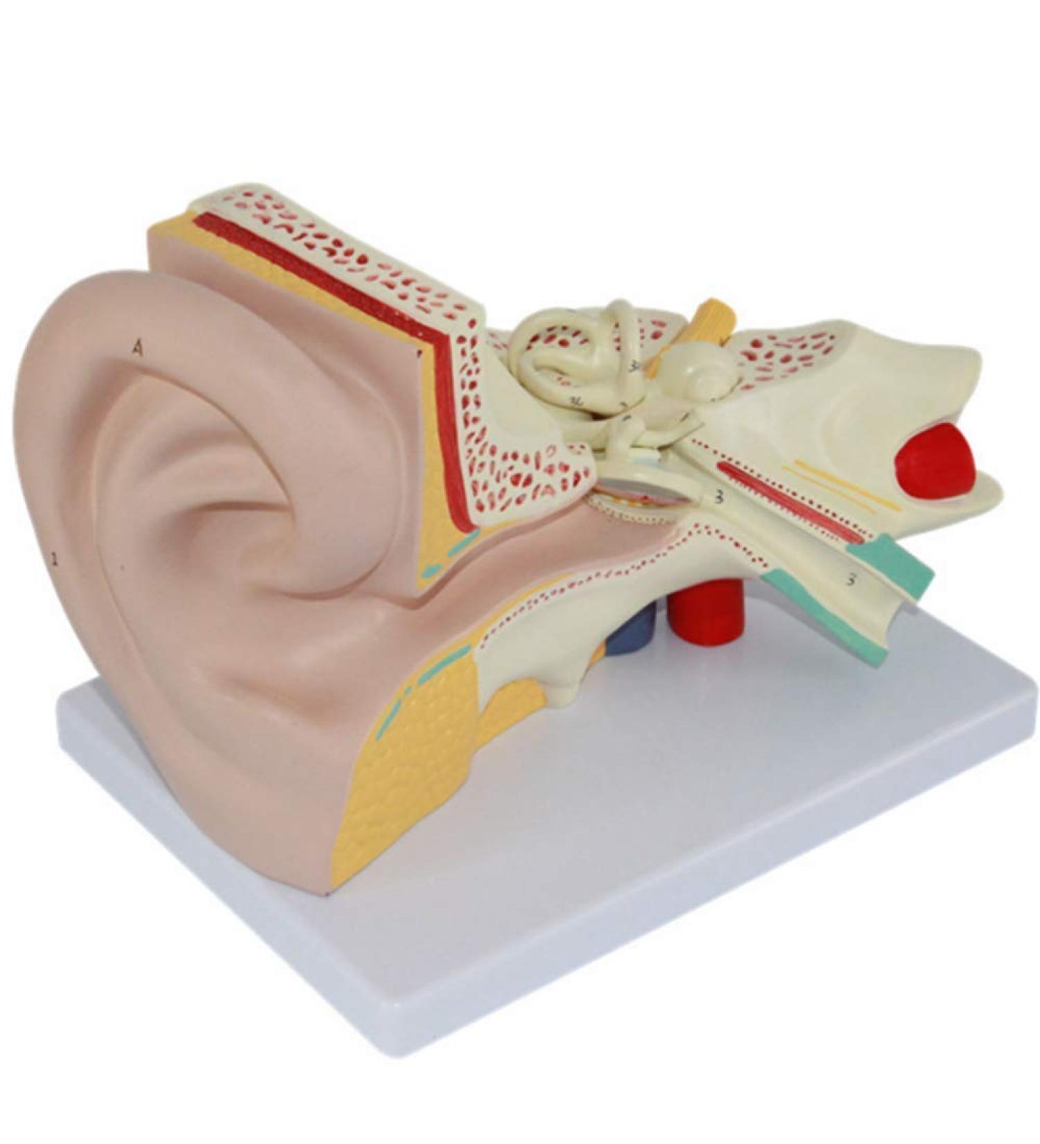 Anatomiemodell of The Human Ear Model Enlarge Detachable Ear Structure Model Interior earlabyrinth Research - Buy Online on GoSupps.com