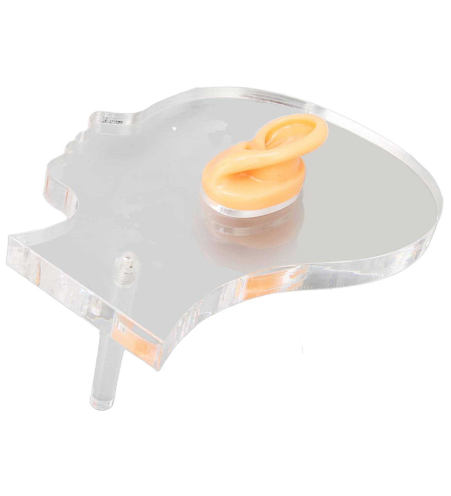 Silicone Waterproof Flexible Ear Display Model with Acrylic Stand for Hospitals - Ideal for Earrings - Buy Online on GoSupps.com
