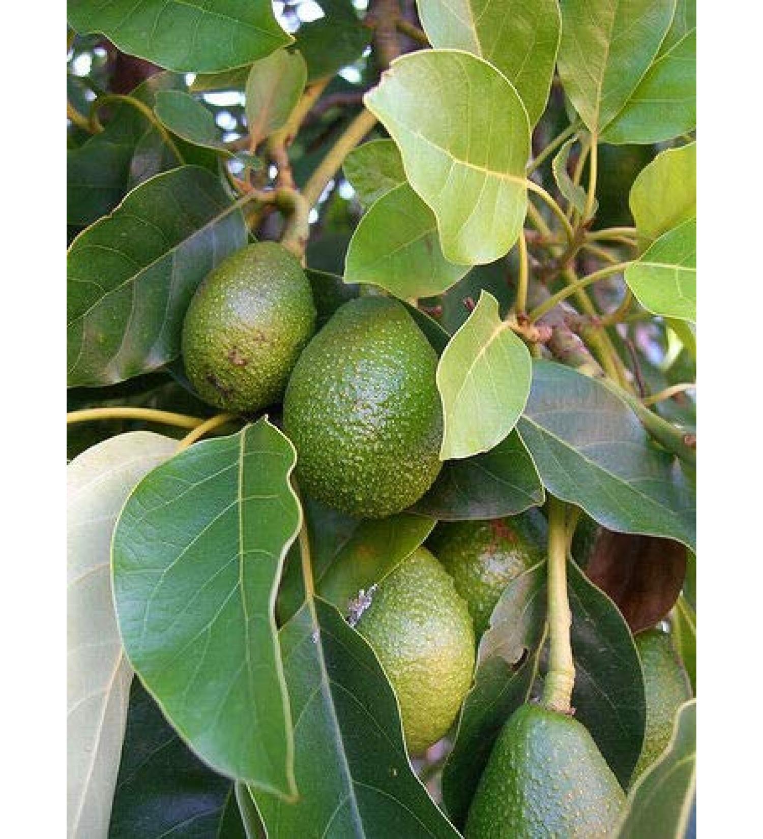 Seed Germination 20 Fresh Avocado Leaves 100 ORGANIC Tea Leaf Free 23 Days Shipping 20100 Leaves - Buy Online on GoSupps.com